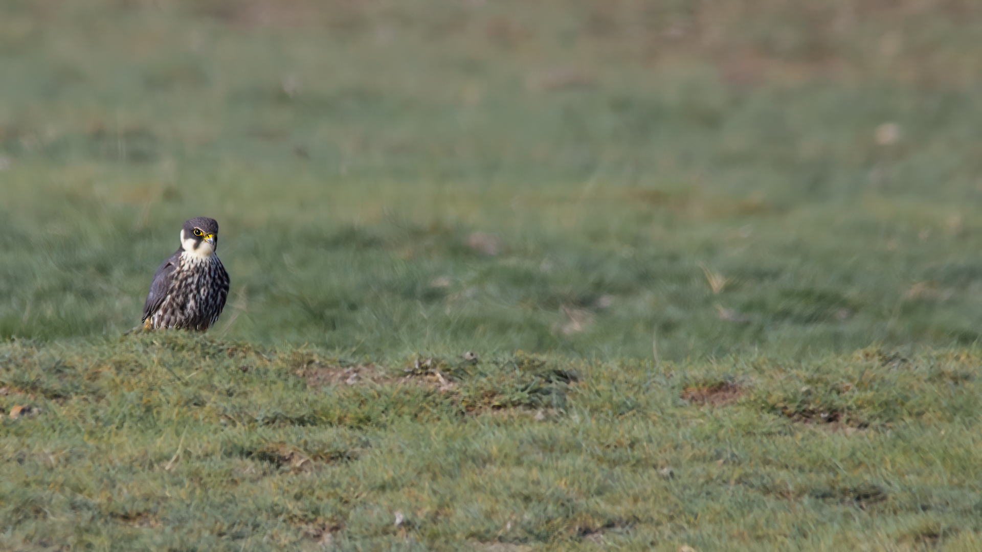 Eurasian Hobby