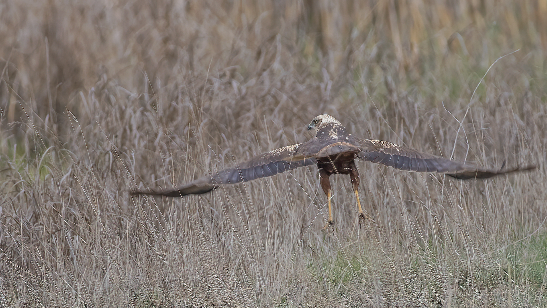 Eurasian Marsh-Harrier — Ana fotoğraf