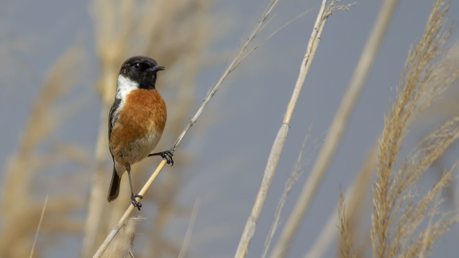 European Stonechat