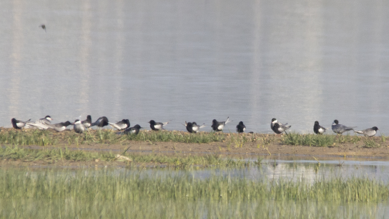 Black Tern