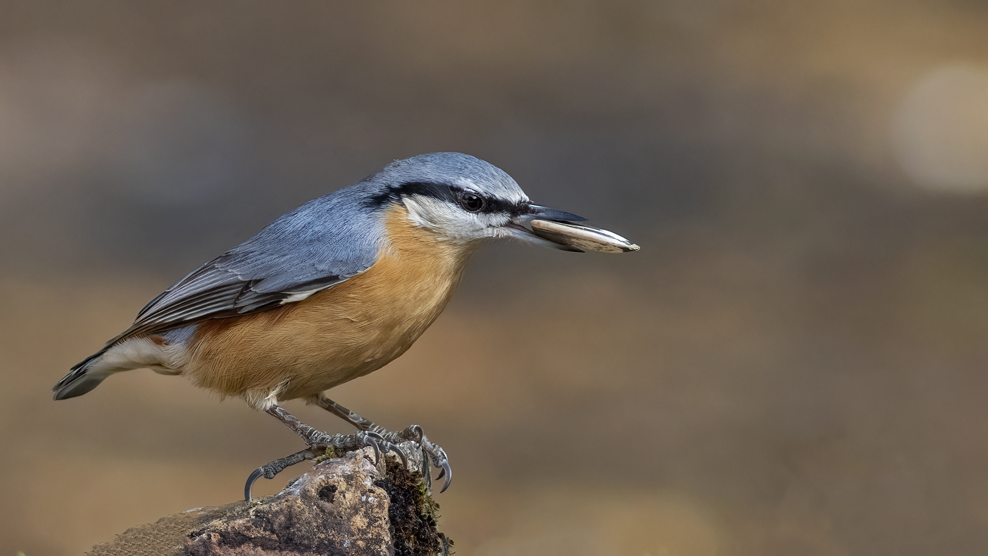 Eurasian Nuthatch