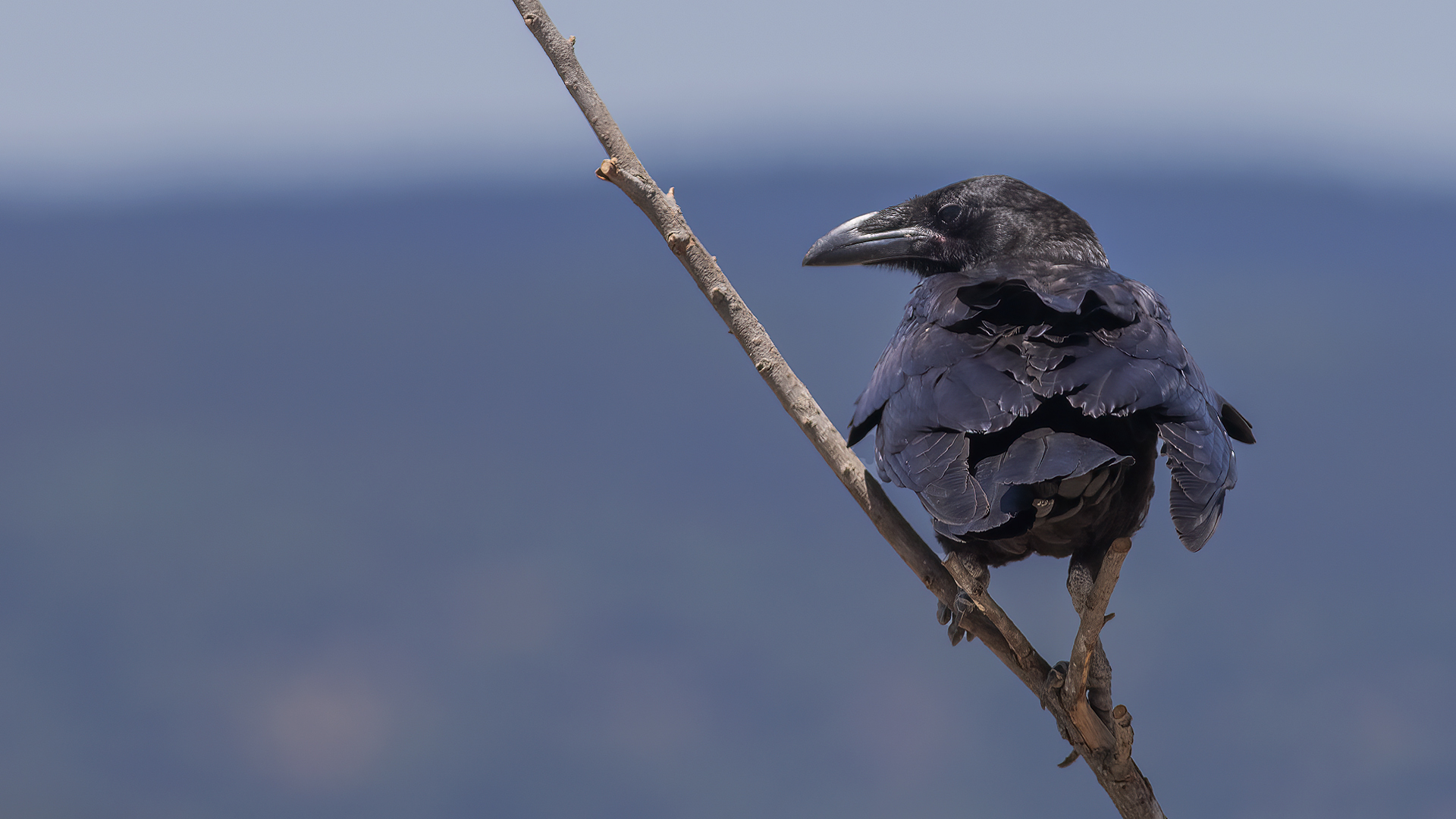 Common Raven