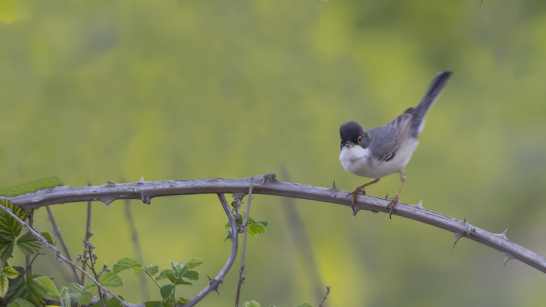 Menetries's Warbler