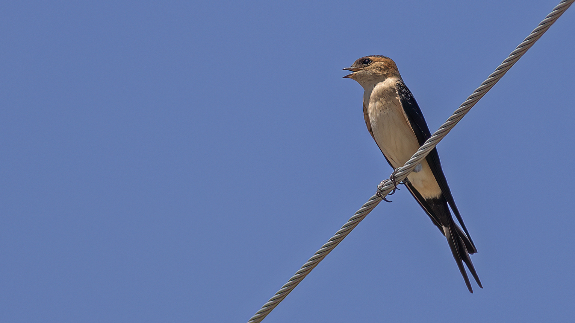 Red-rumped Swallow