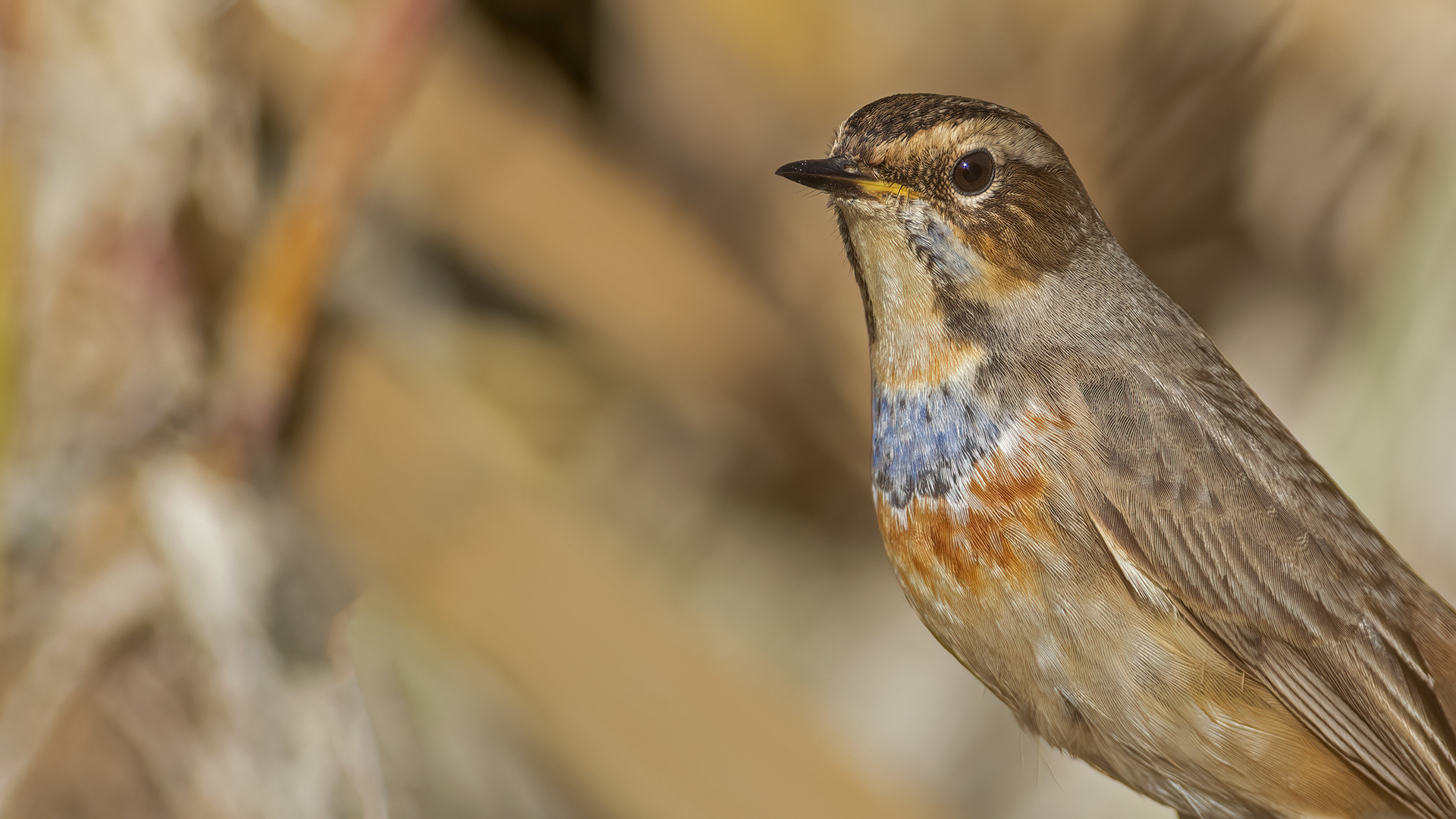 Bluethroat