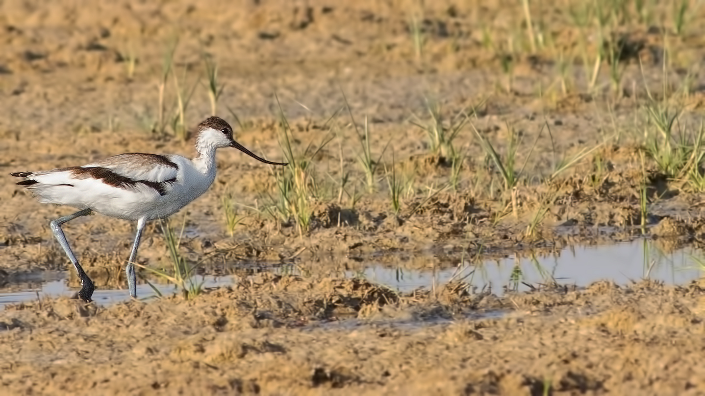 Pied Avocet