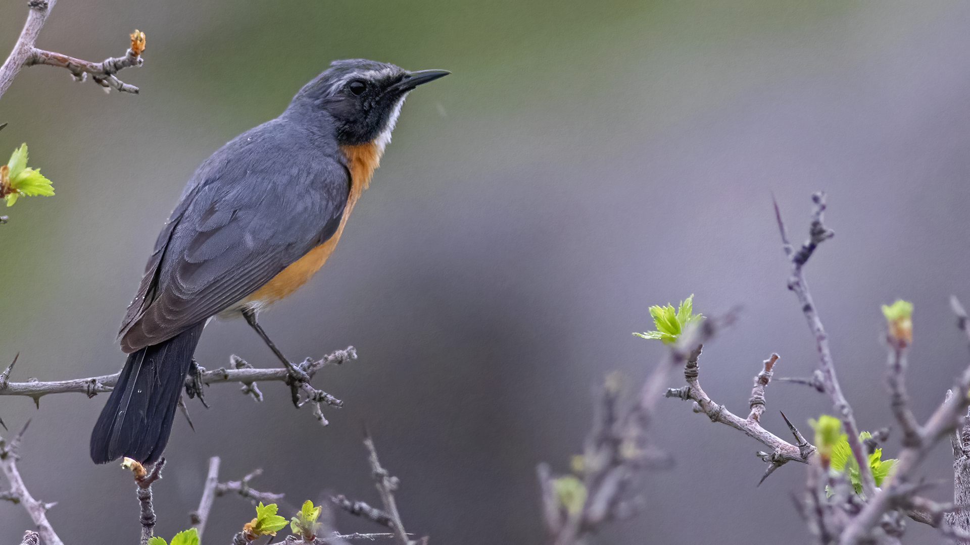 White-throated Robin