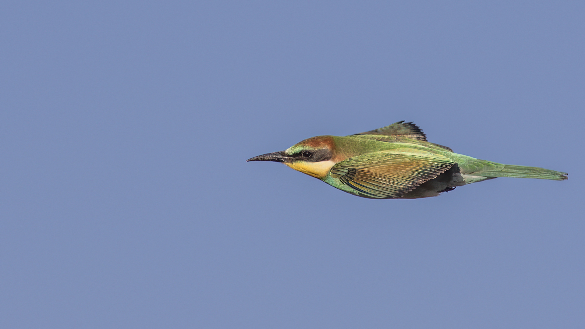 European Bee-eater