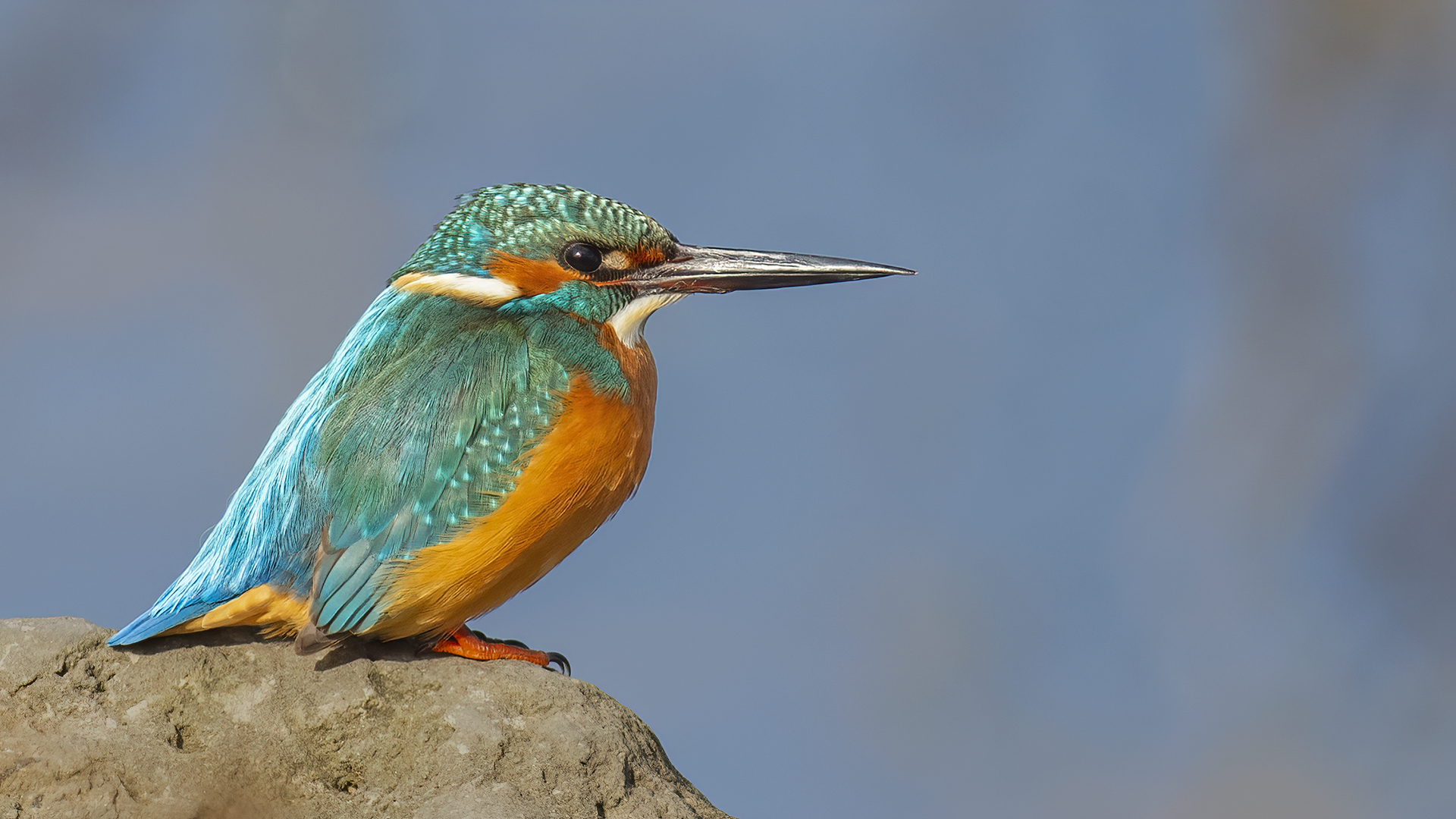 Common Kingfisher
