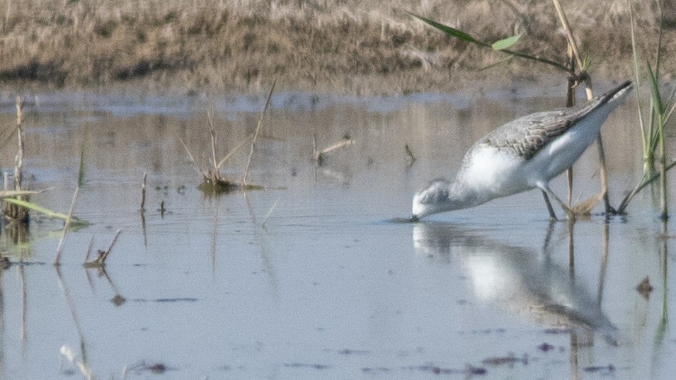 Common Greenshank