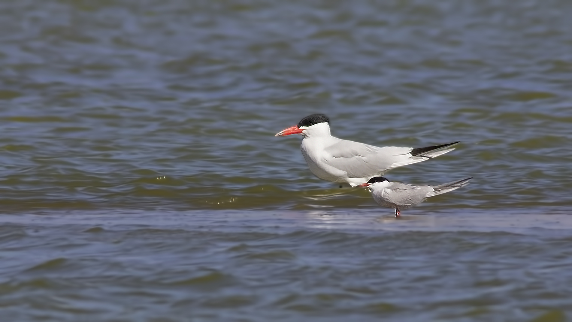 Caspian Tern — Ana fotoğraf