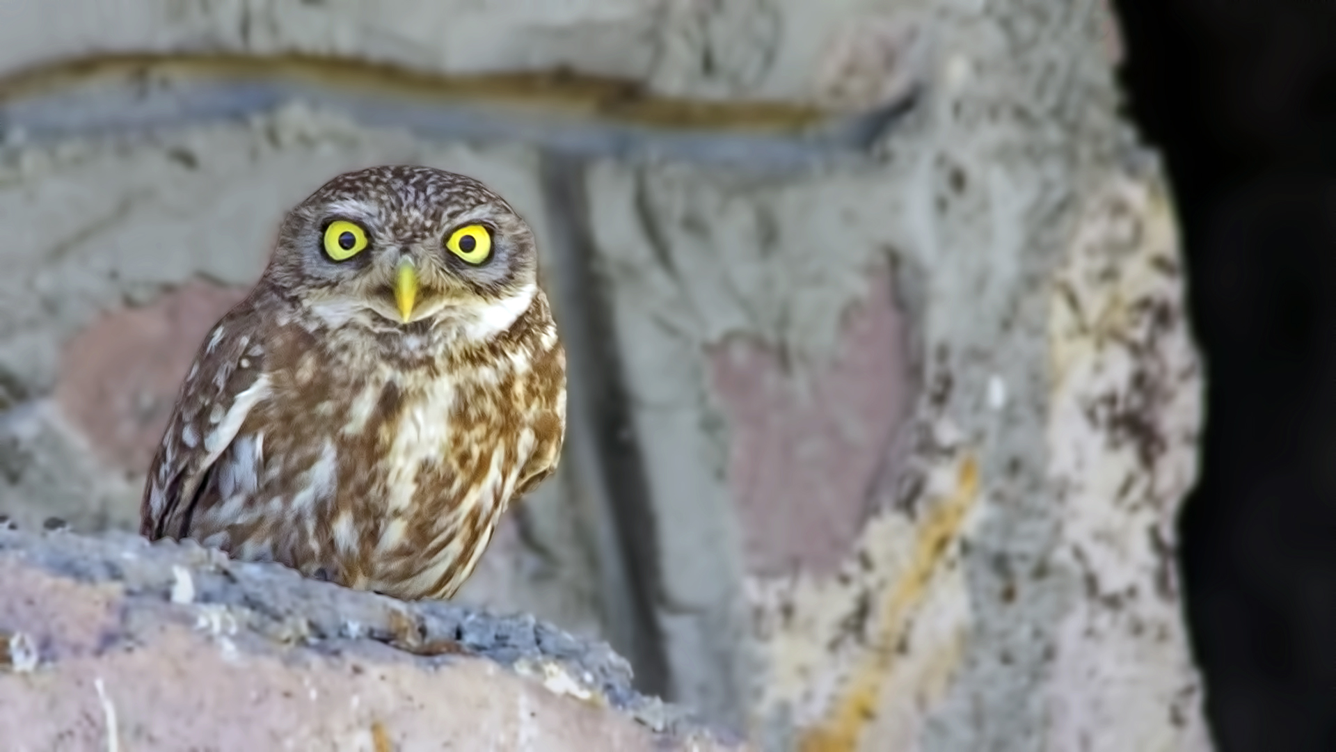 Little Owl