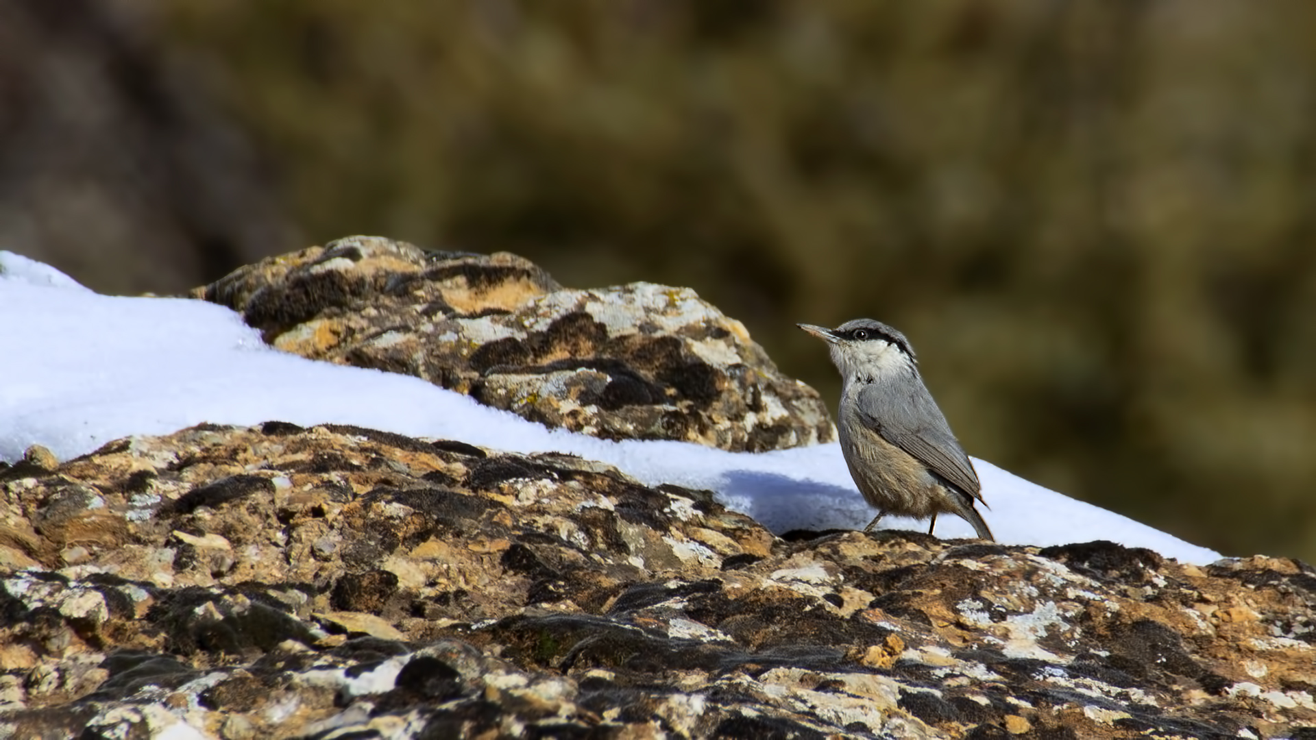 Western Rock Nuthatch