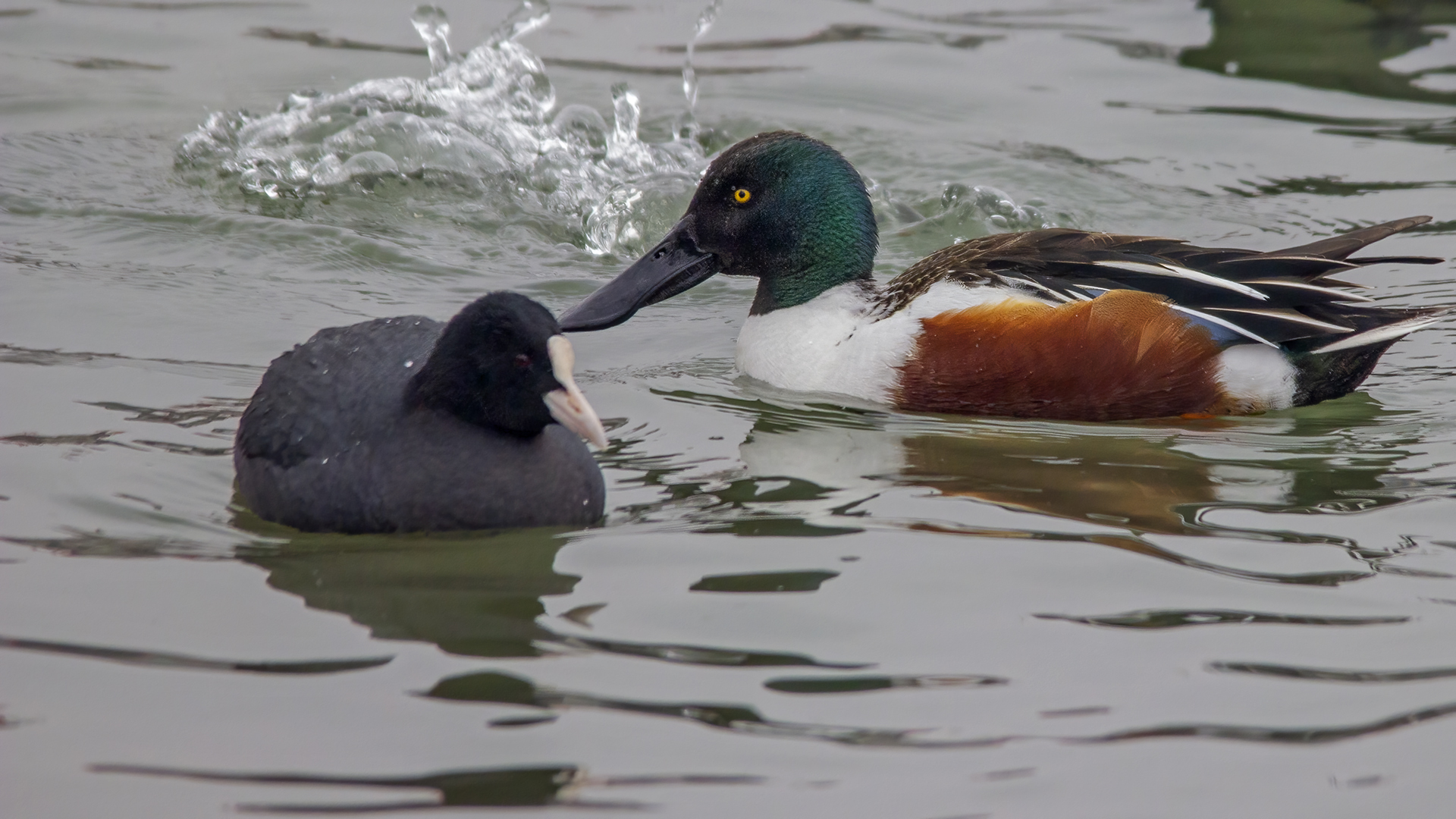 Northern Shoveler