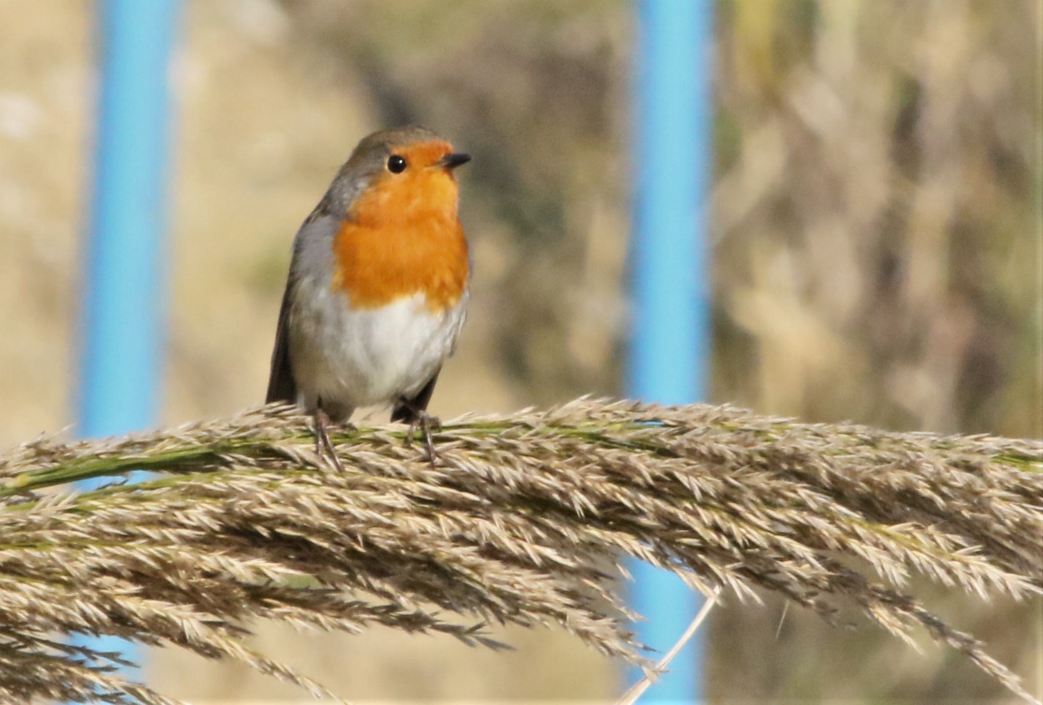 European Robin