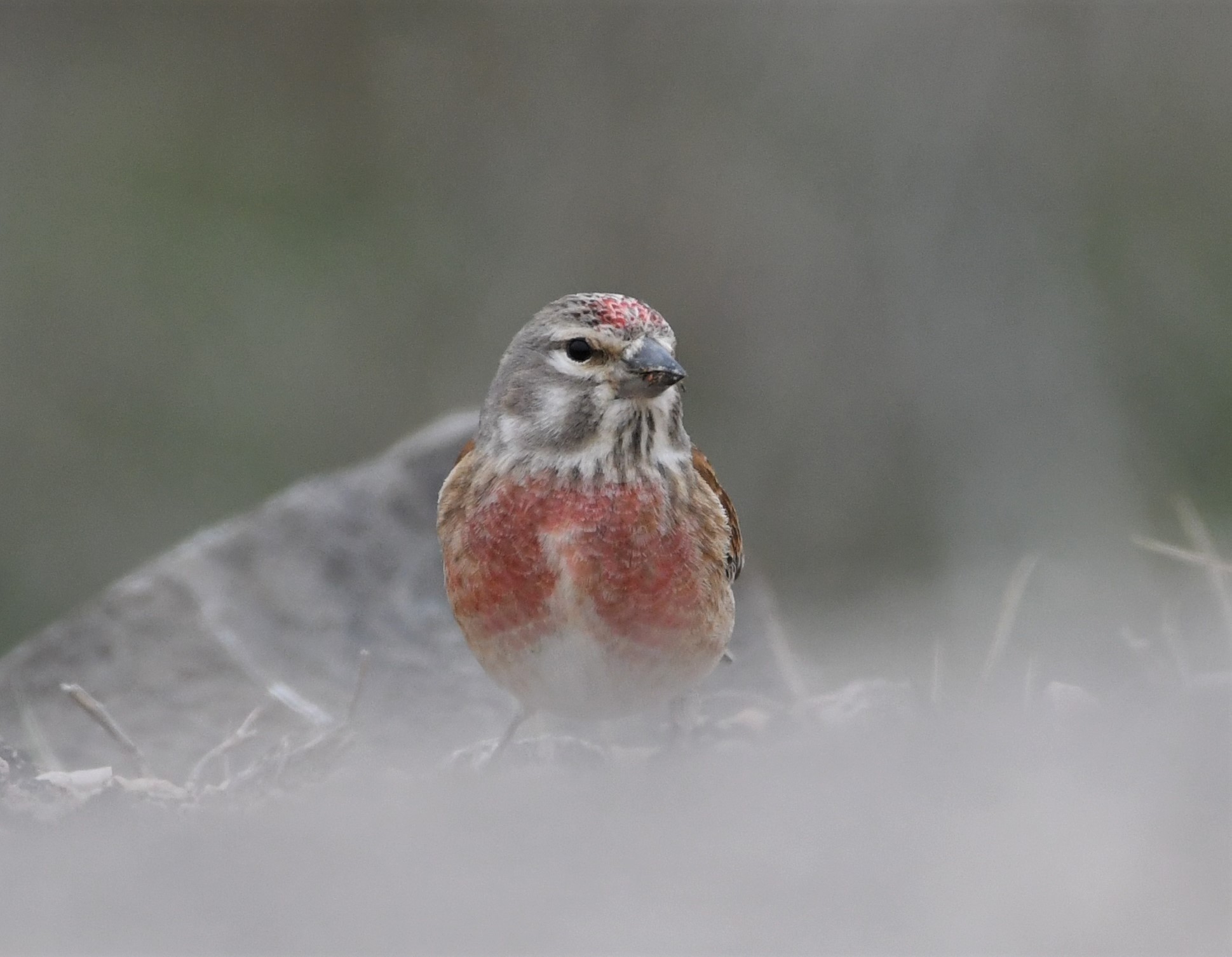 Common Linnet