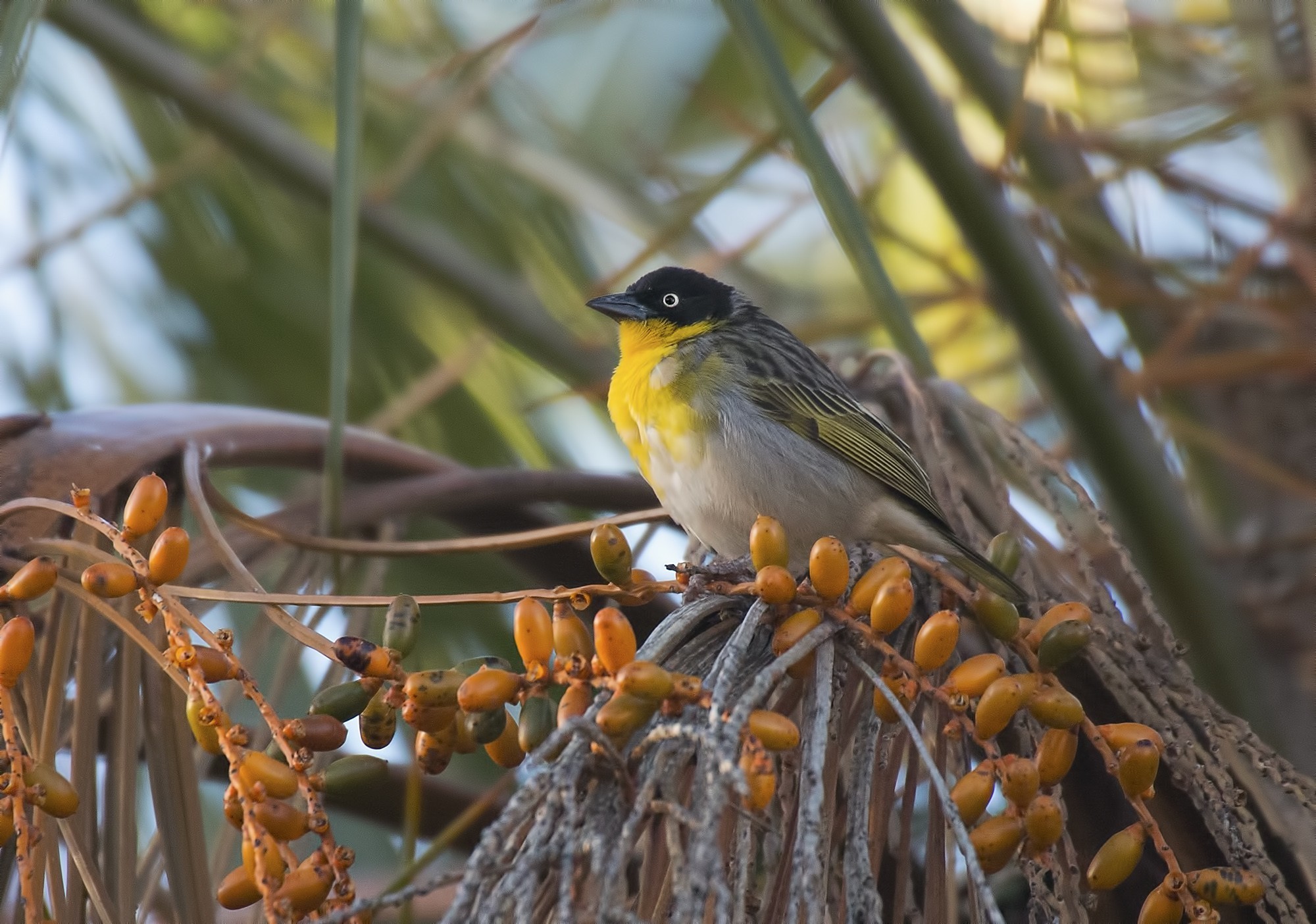Black-headed Weaver — Ana fotoğraf
