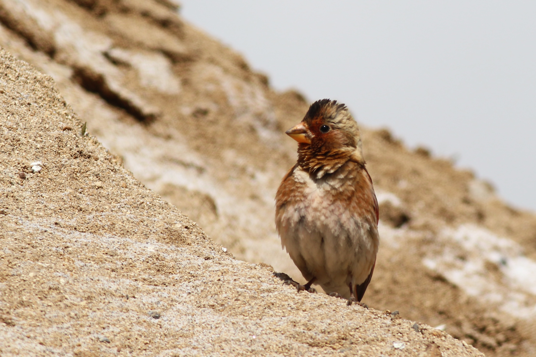 Crimson-winged Finch