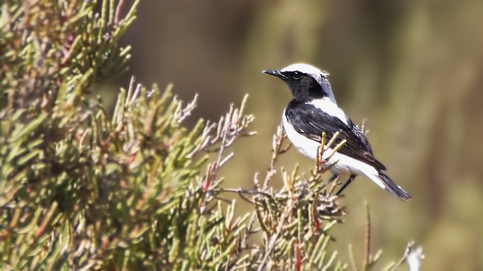 Finsch's Wheatear