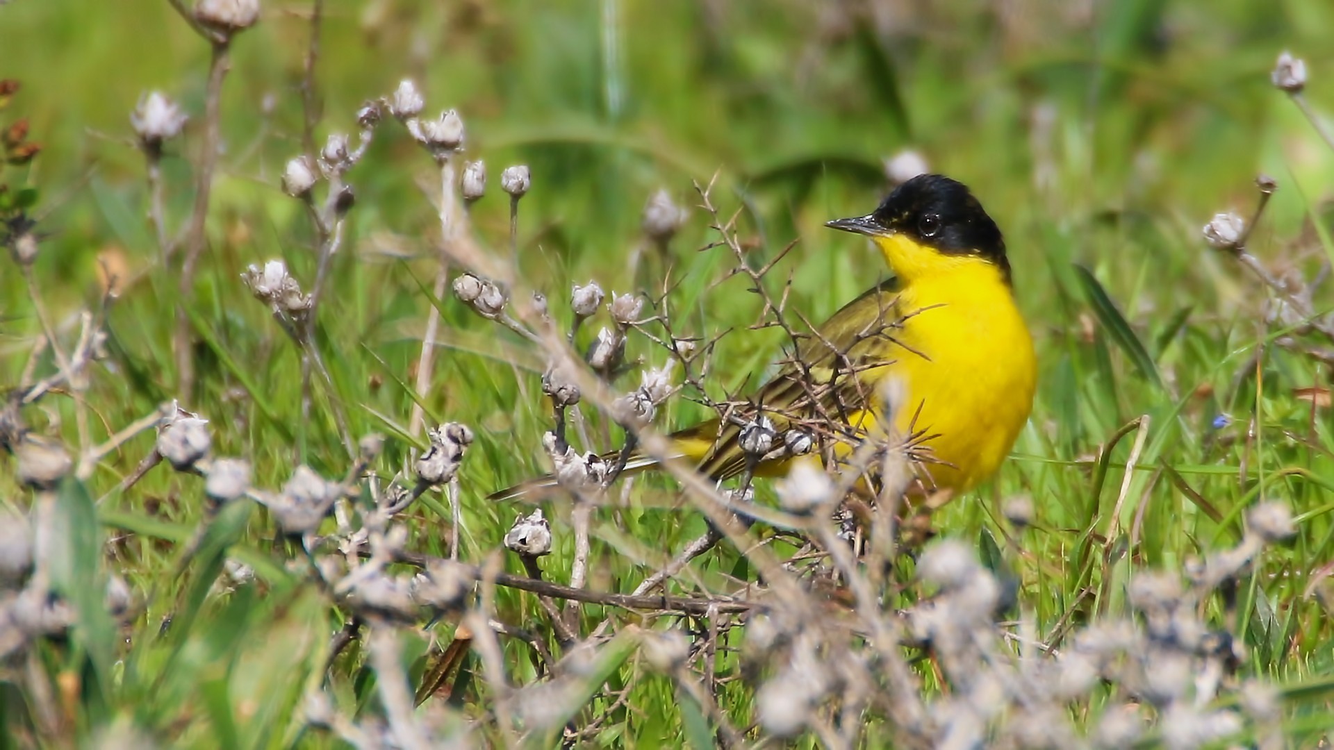 Yellow Wagtail