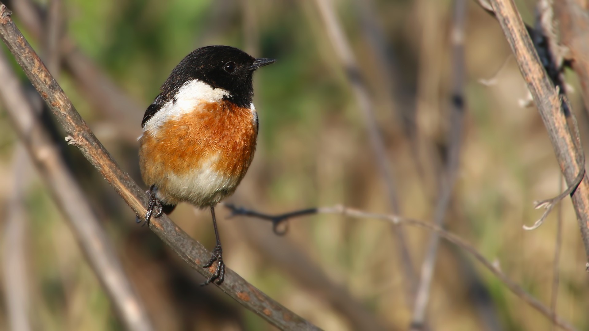 Common Stonechat
