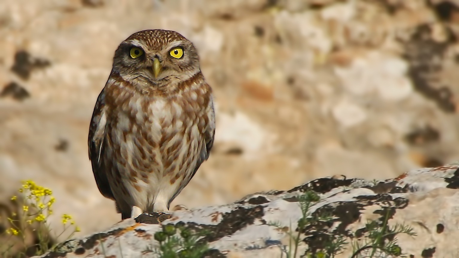 Little Owl