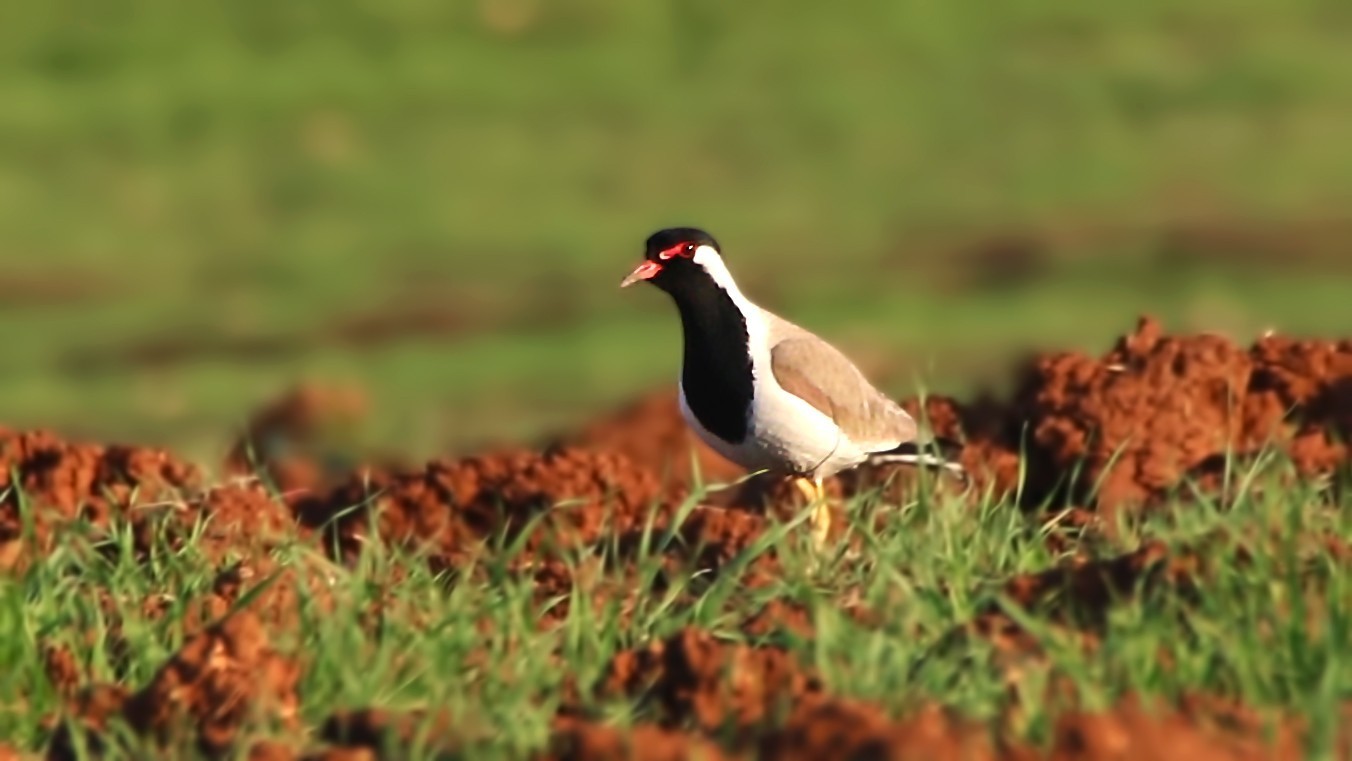 Red-wattled Lapwing