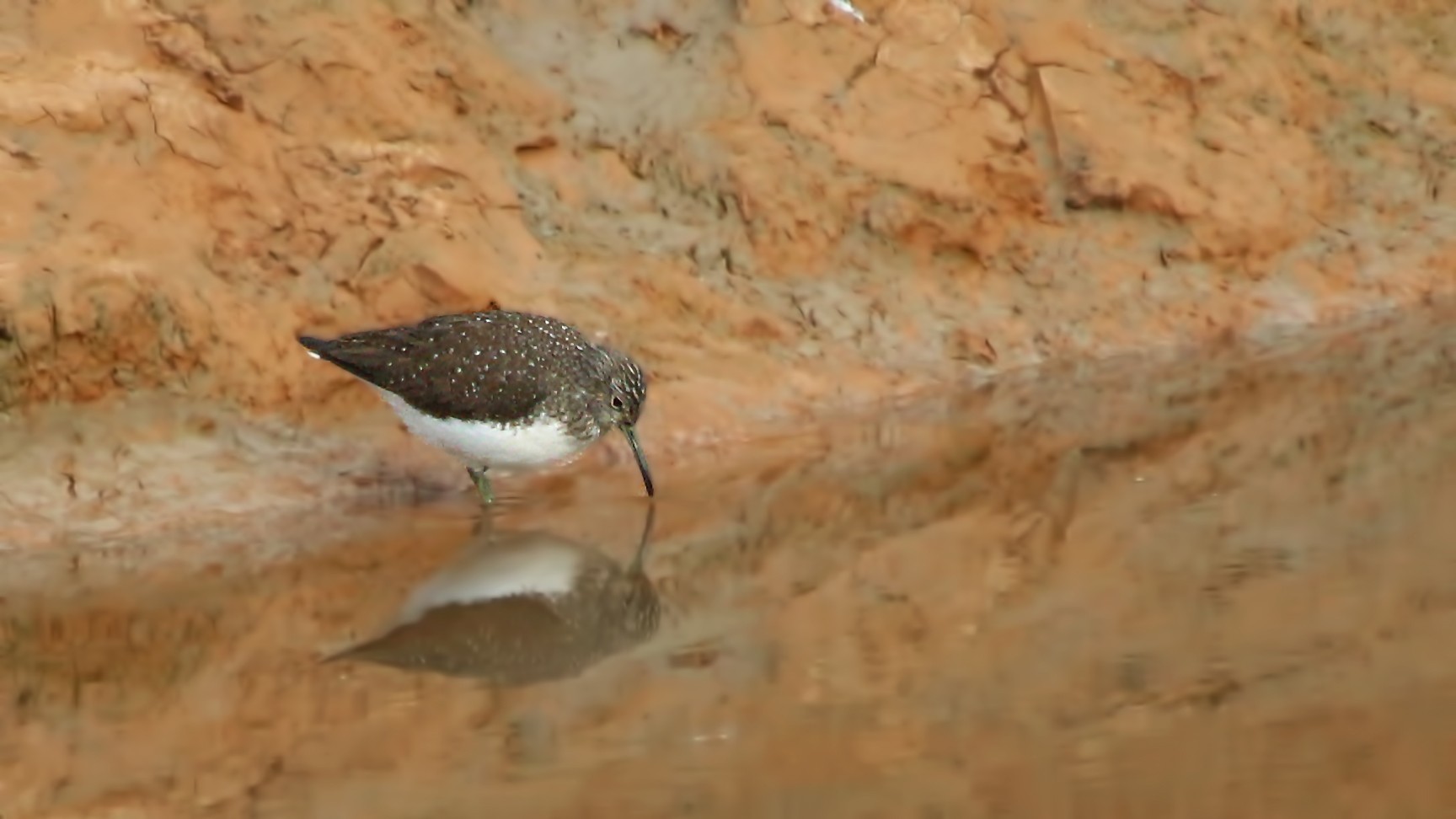 Common Sandpiper