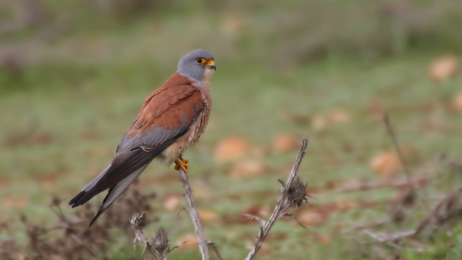 Lesser Kestrel