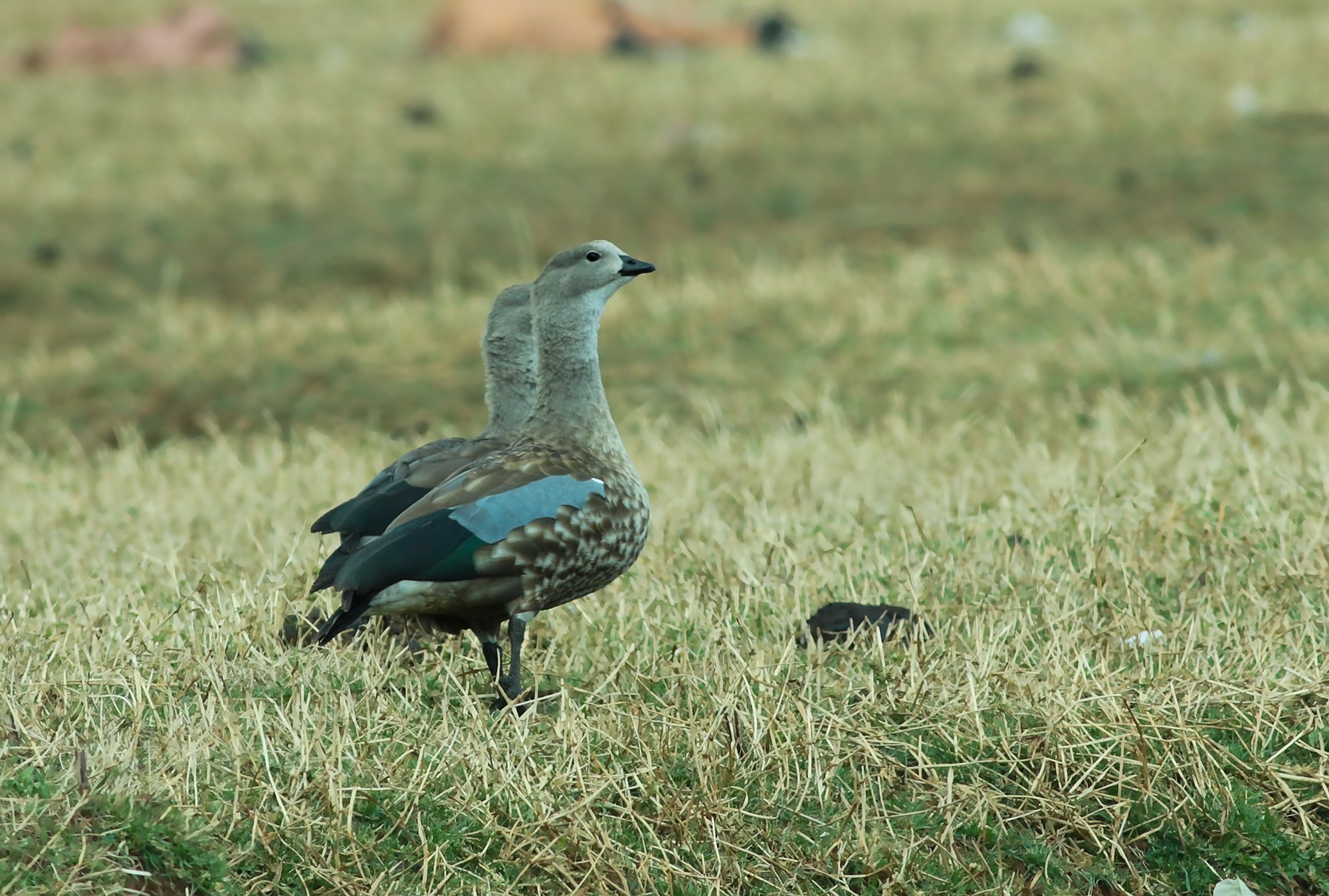 Blue-winged Goose