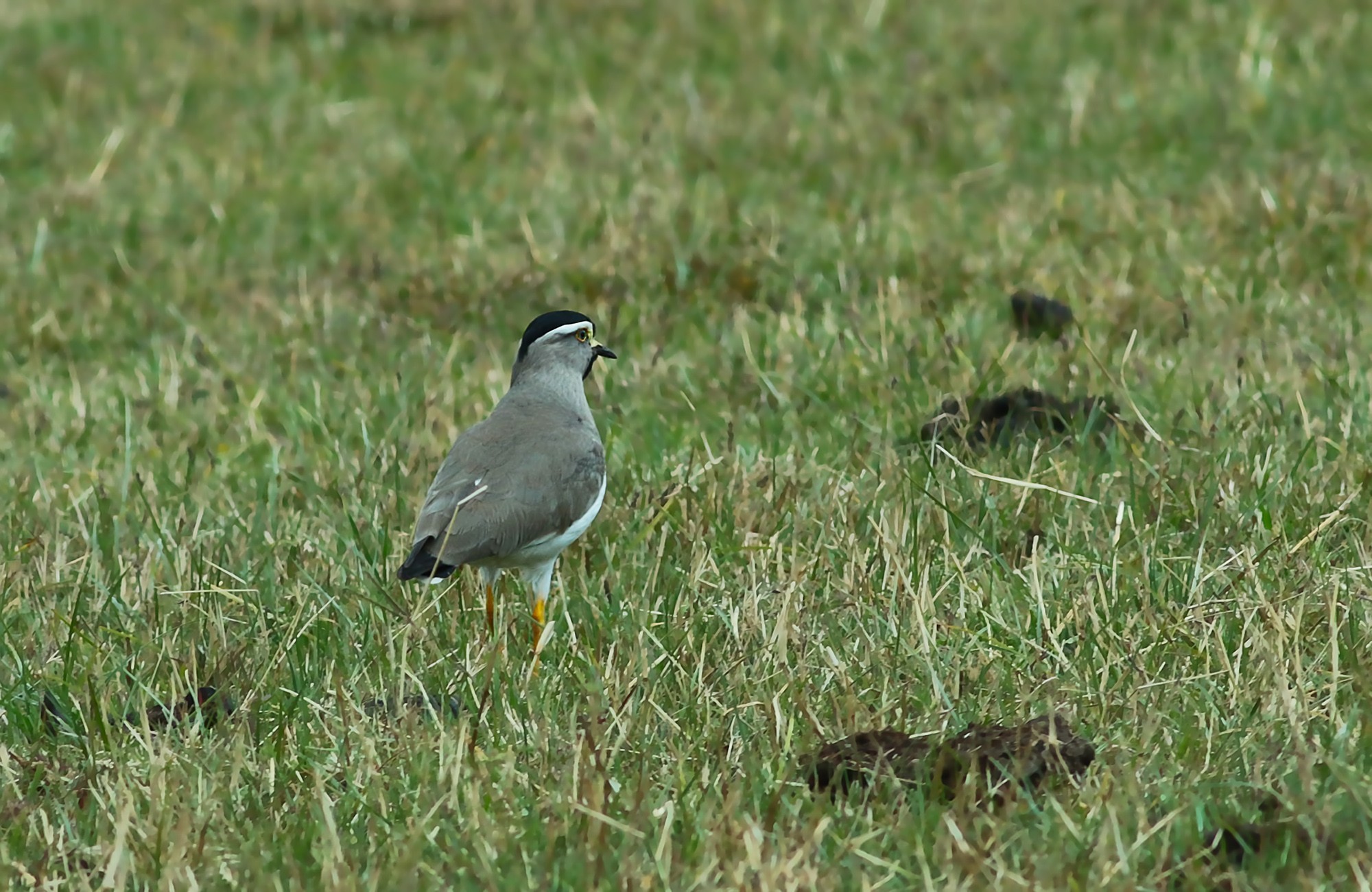 Spot-breasted Lapwing