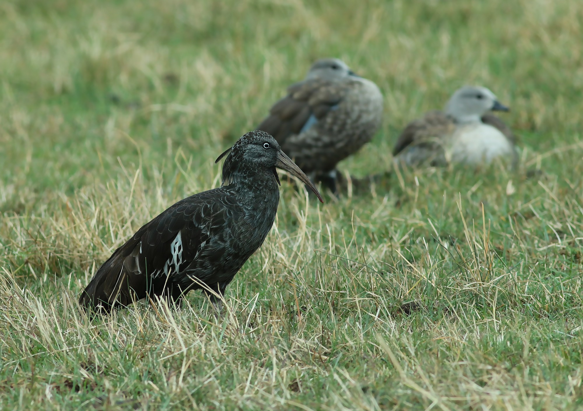 Wattled Ibis