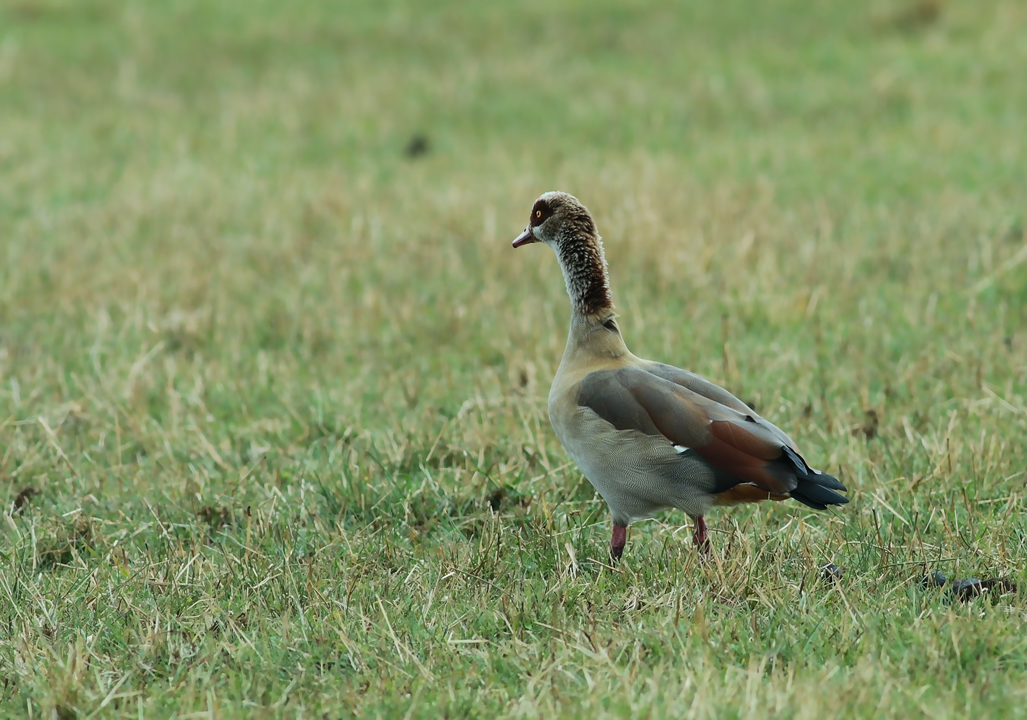 Egyptian Goose — Ana fotoğraf