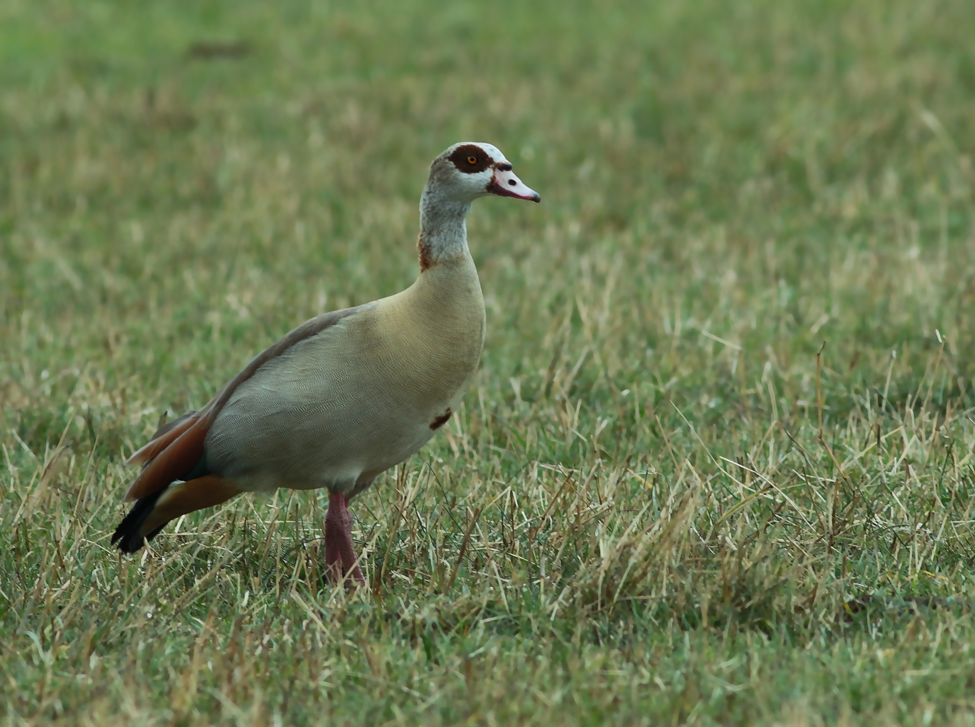 Egyptian Goose