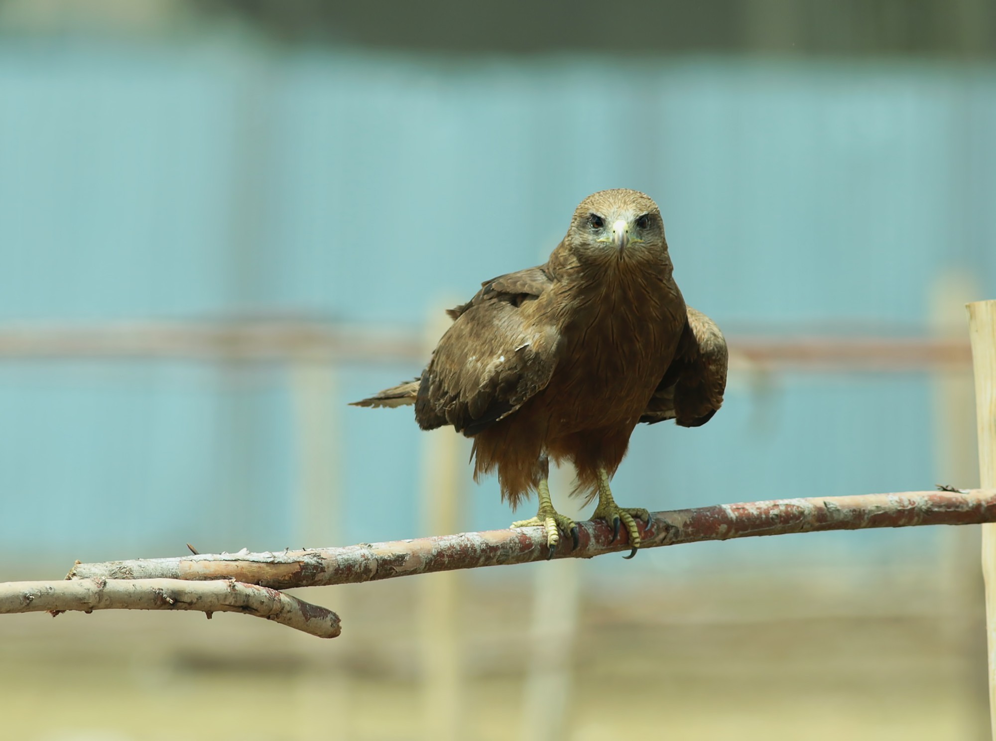 Black Kite