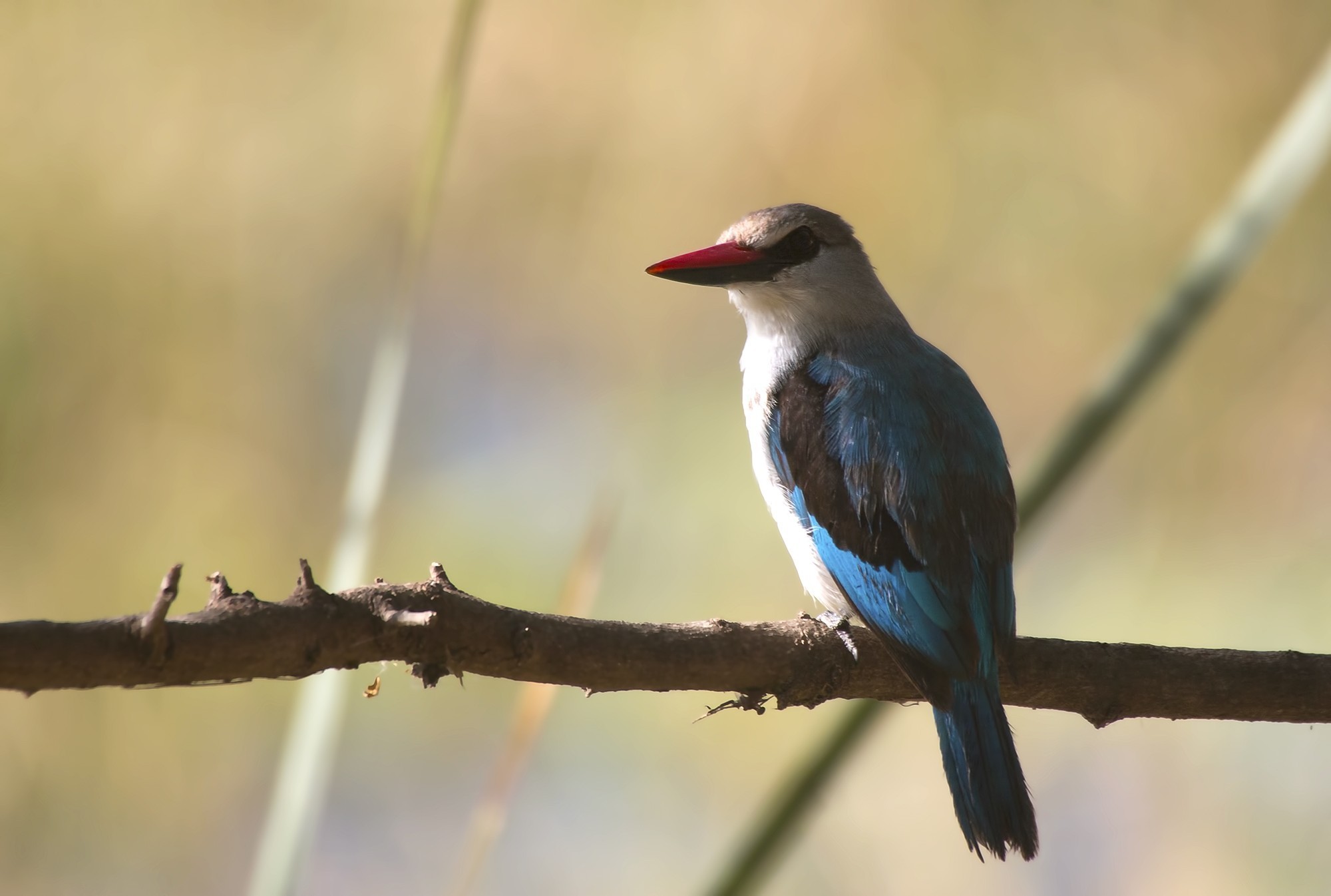 Woodland Kingfisher — Ana fotoğraf