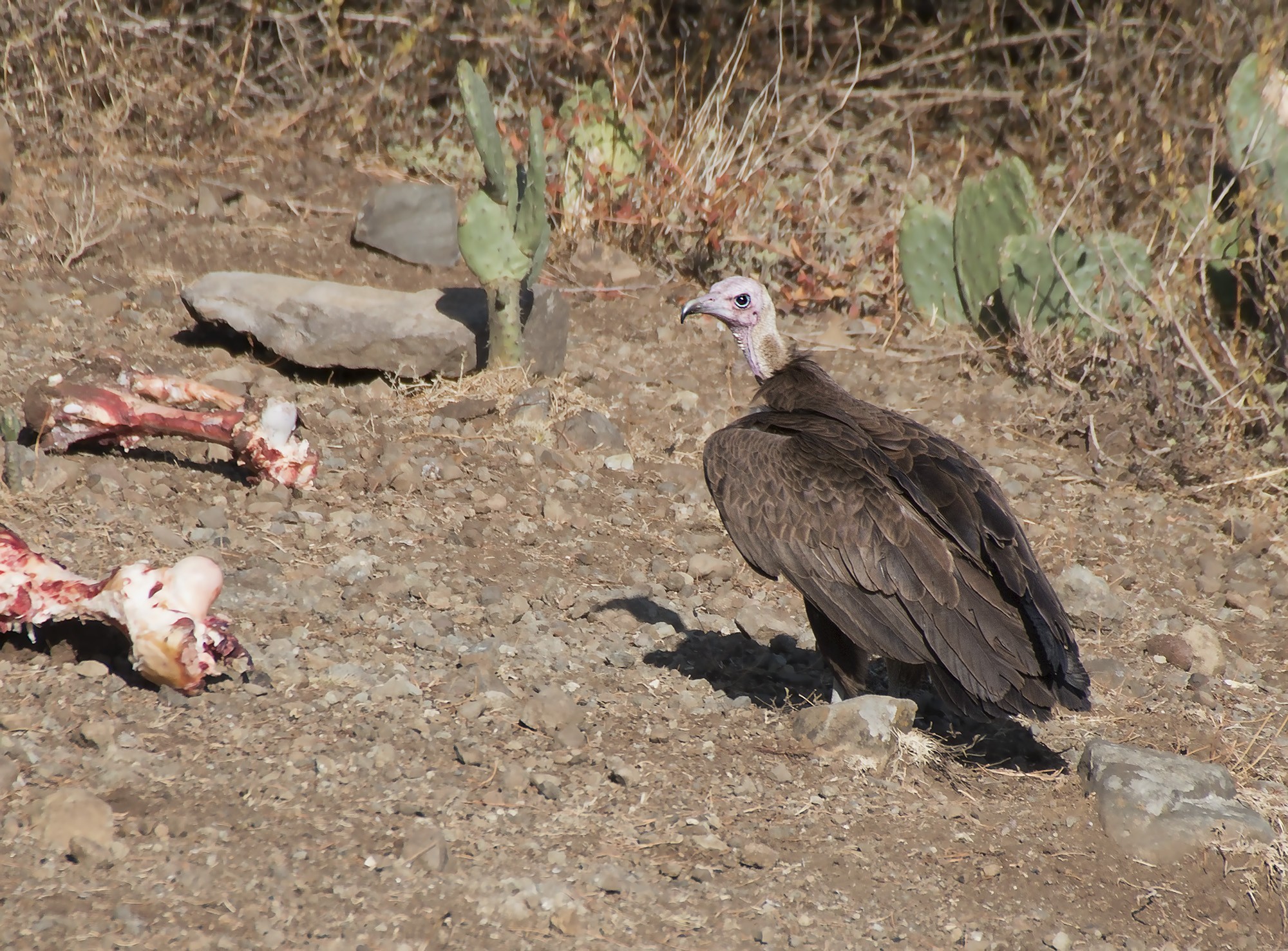 Hooded Vulture