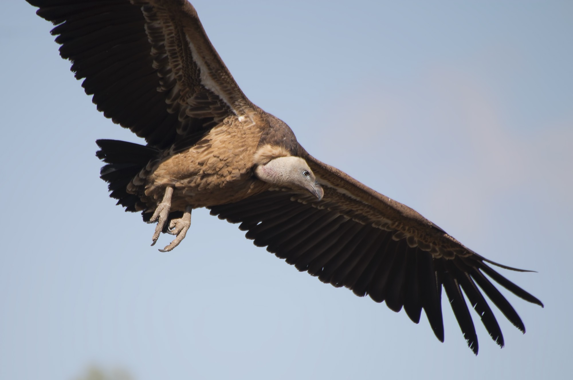 White-backed Vulture — Ana fotoğraf