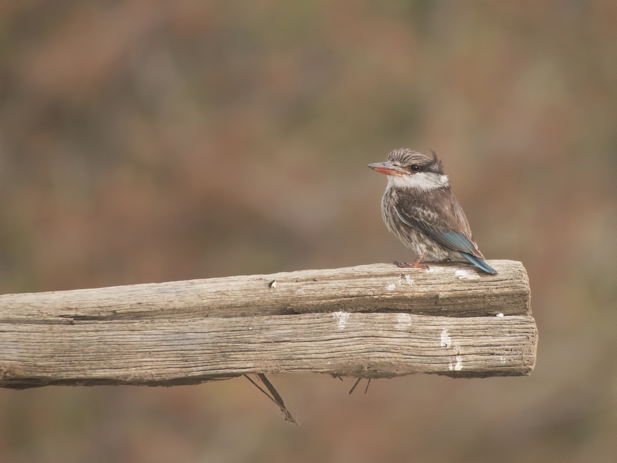 Striped Kingfisher — Ana fotoğraf