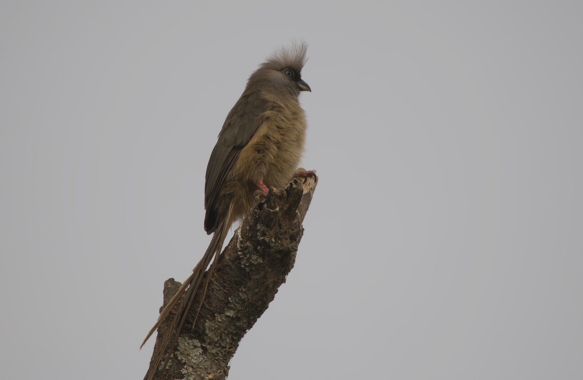 White-bellied Go-away-bird