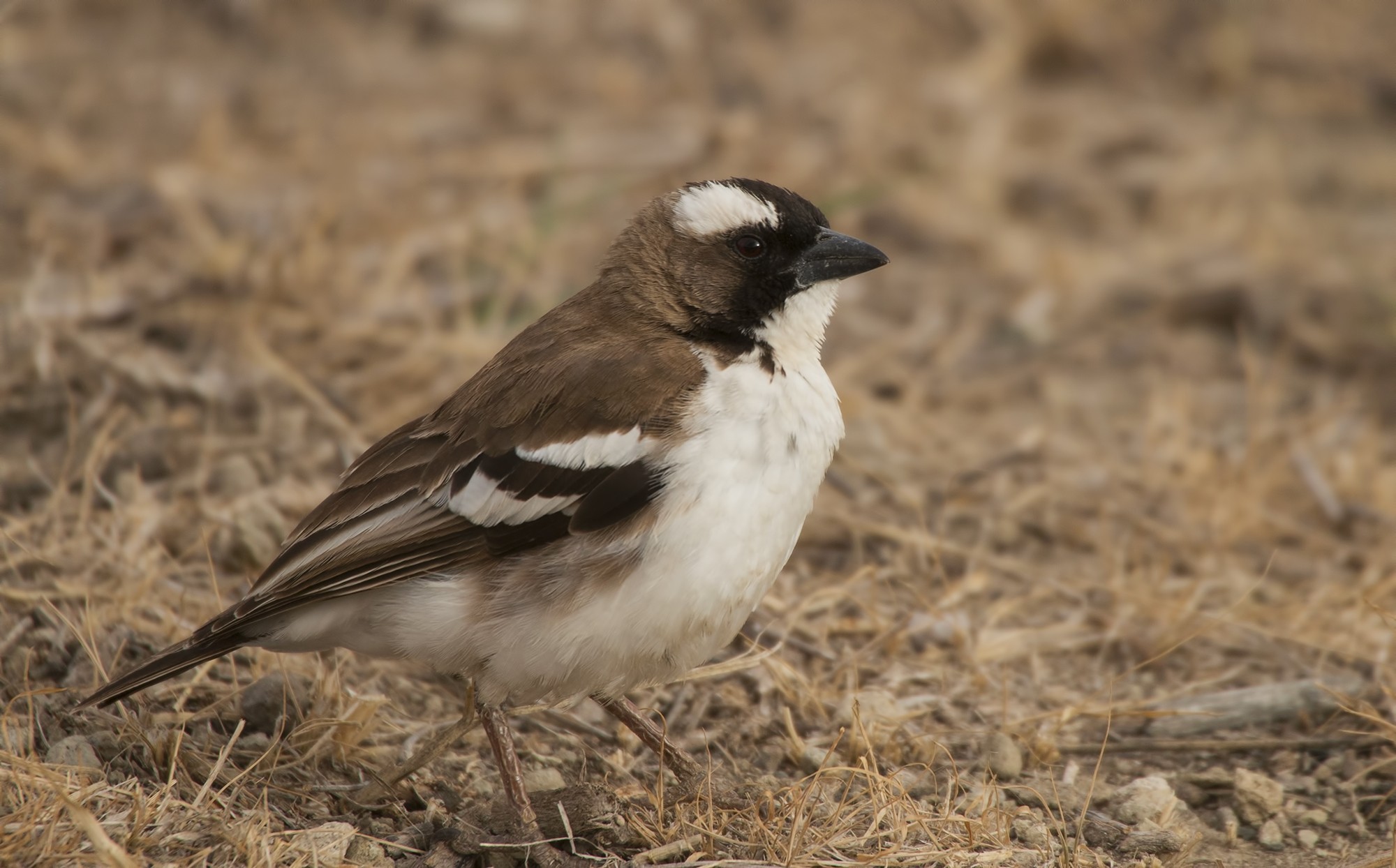 Chestnut-backed Sparrow-lark