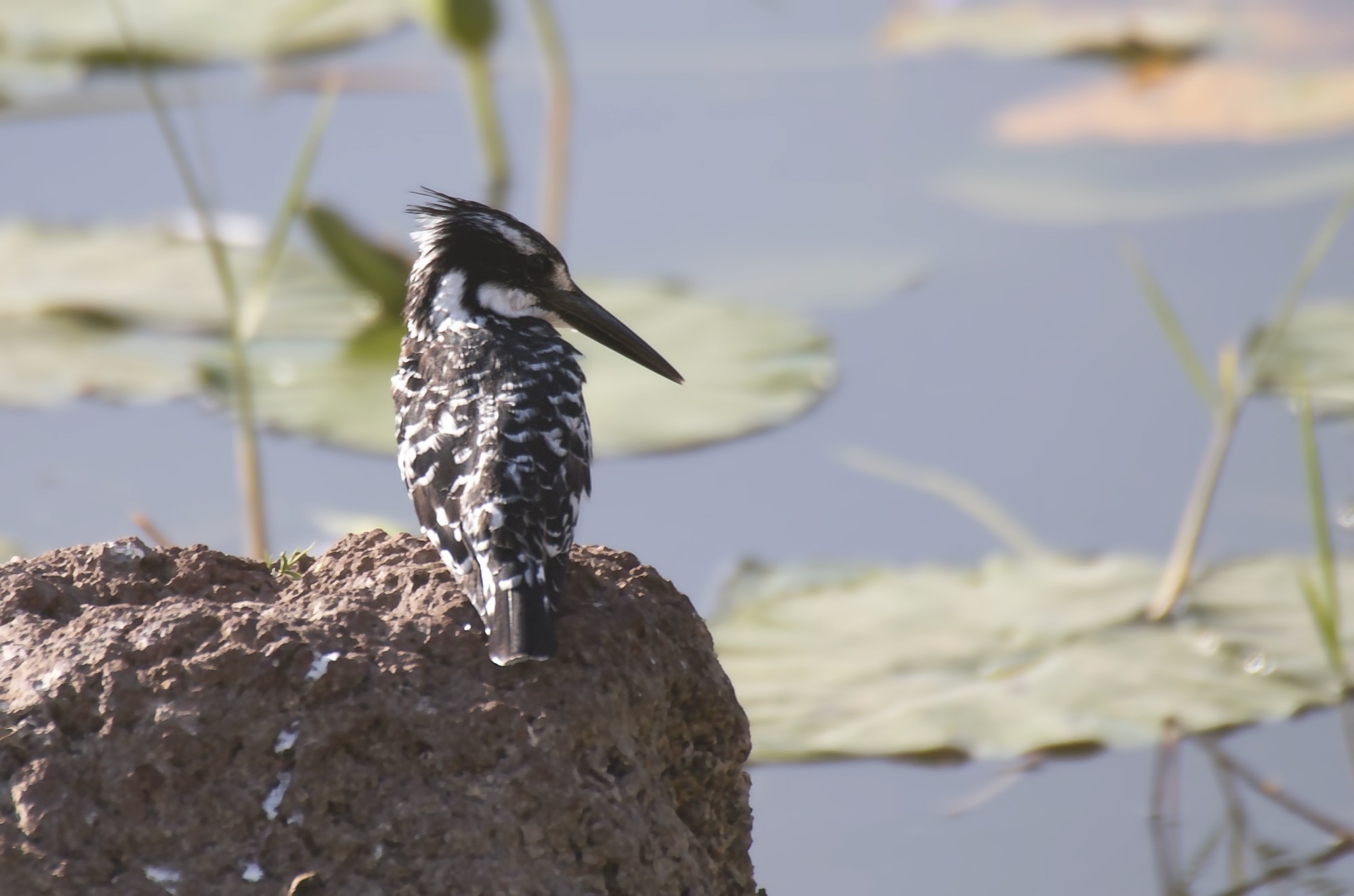 Pied Kingfisher
