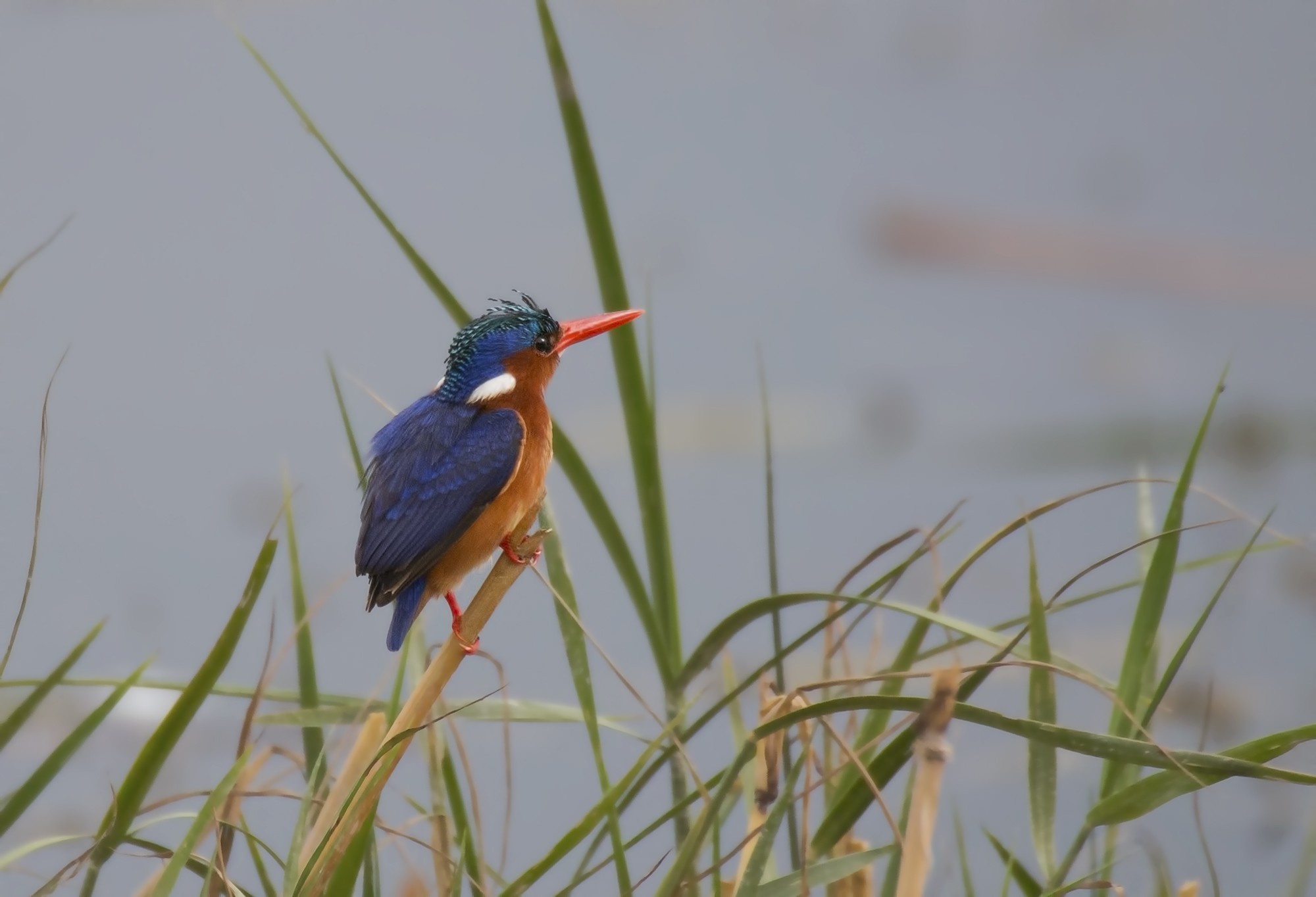 Malachite Kingfisher