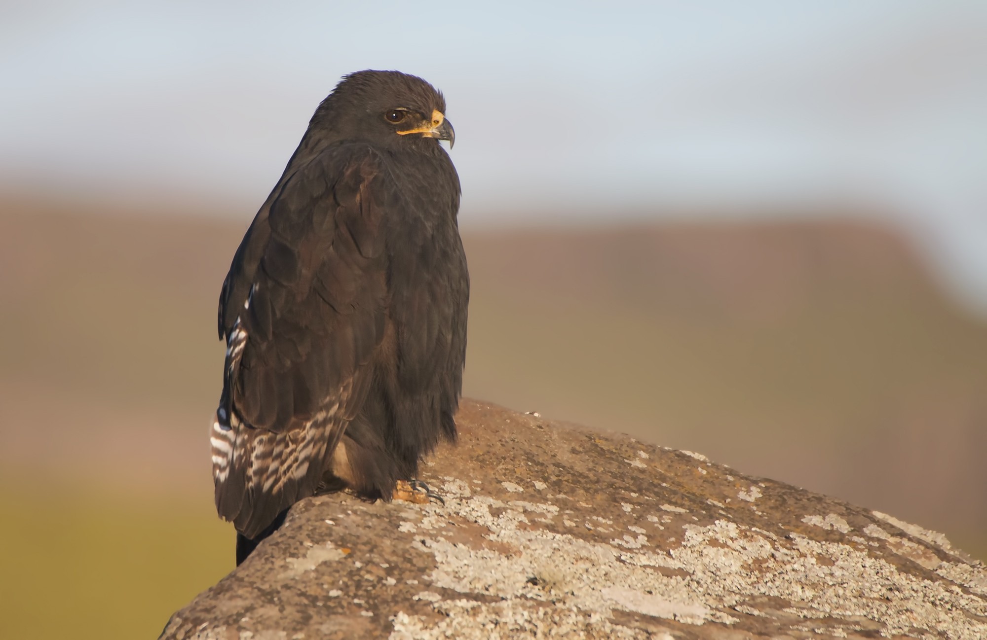 Augur Buzzard — Ana fotoğraf