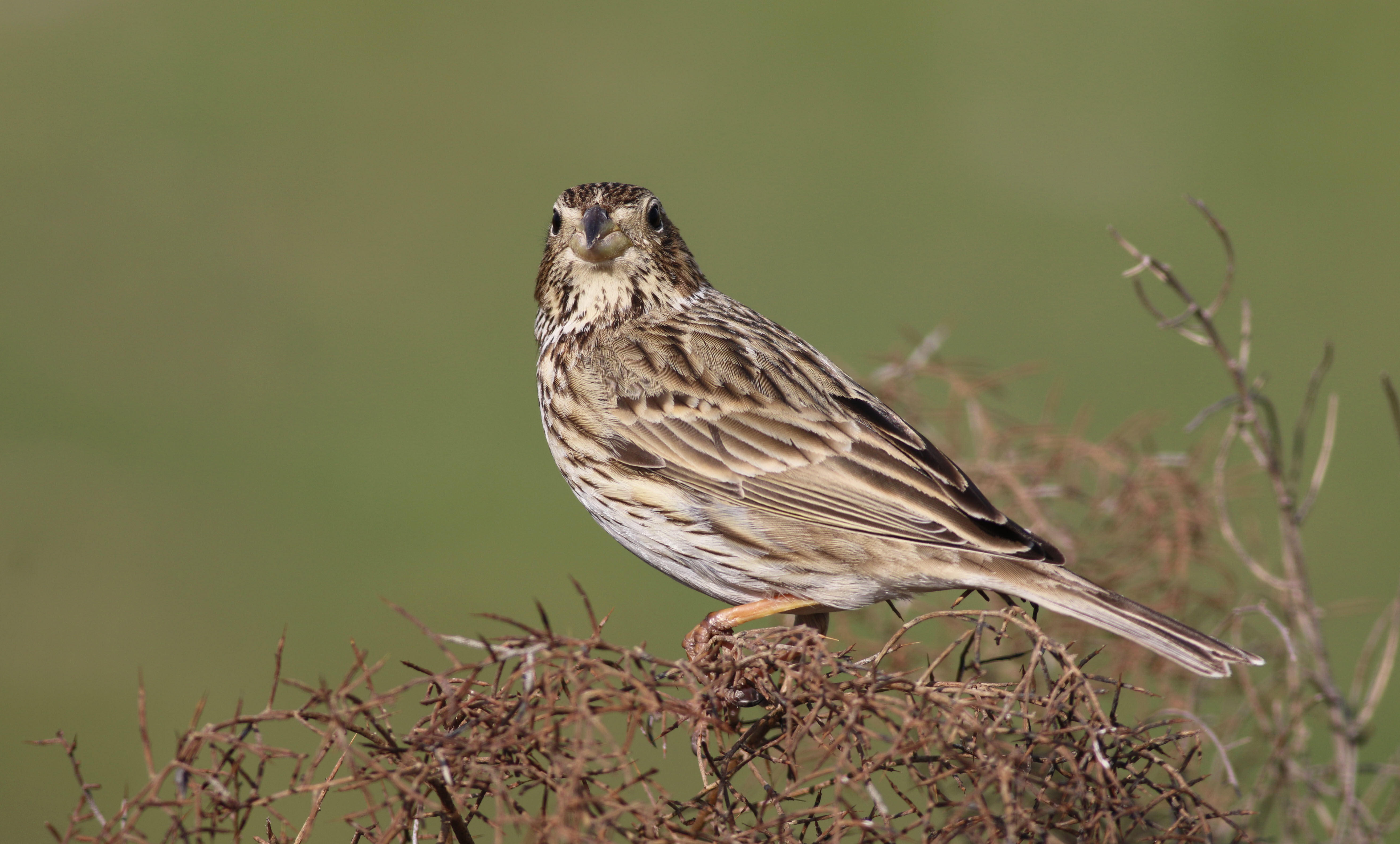 Corn Bunting