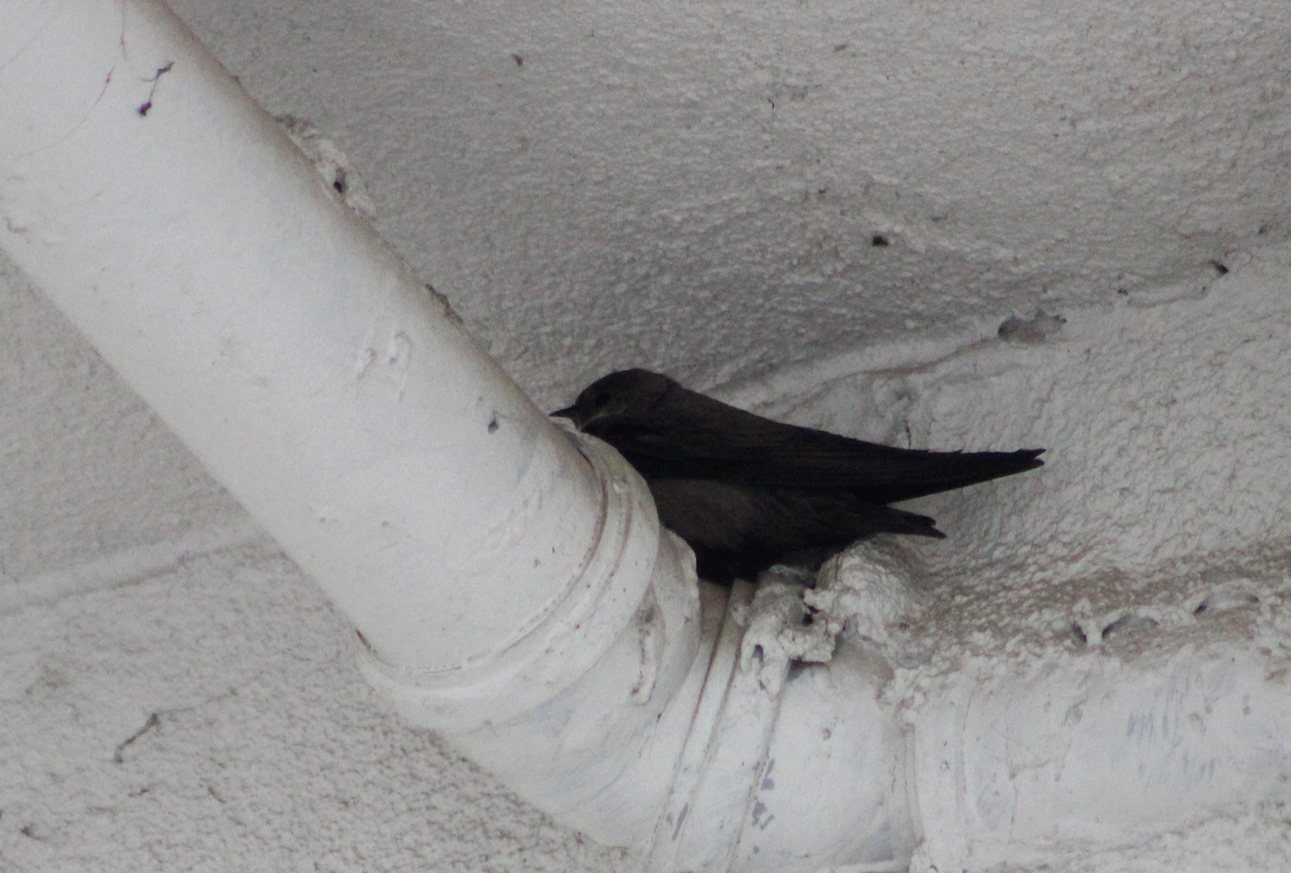 Eurasian Crag-Martin