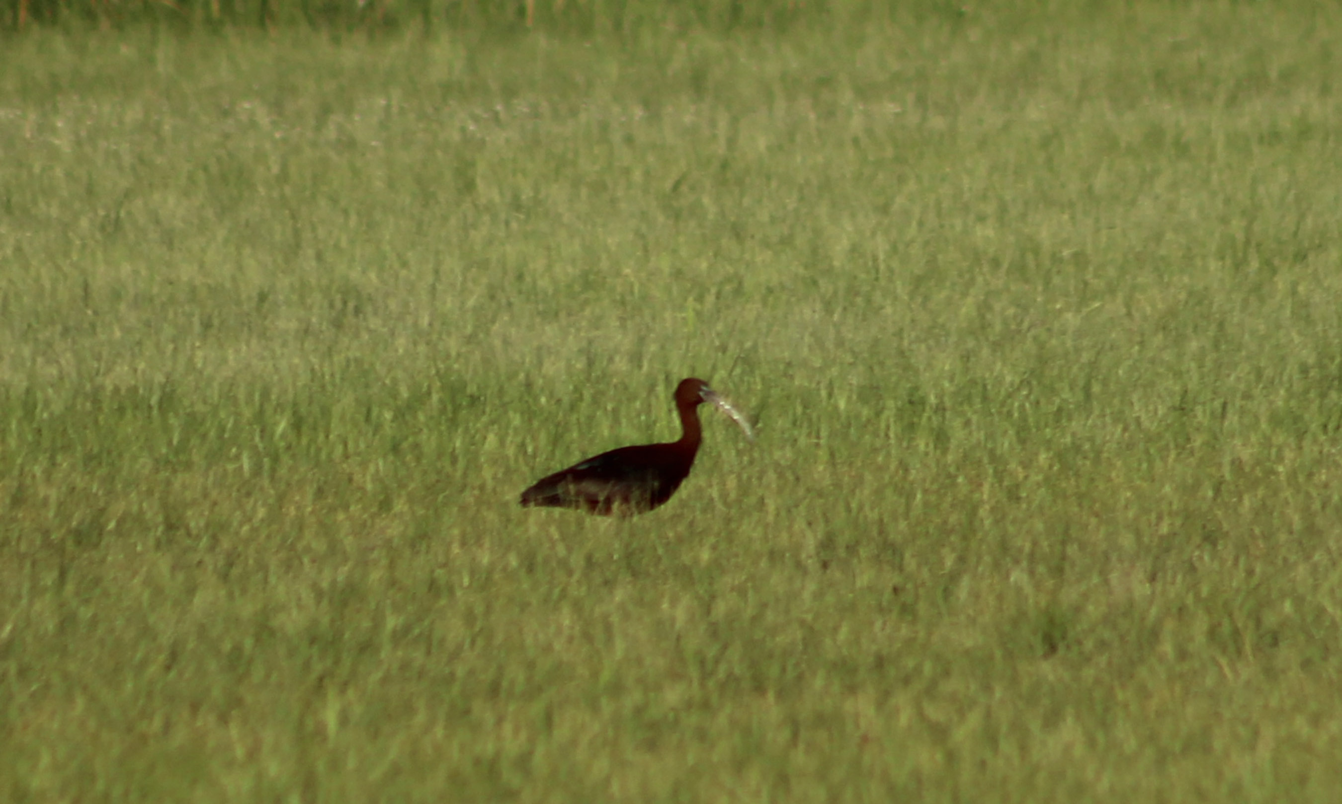 Glossy Ibis