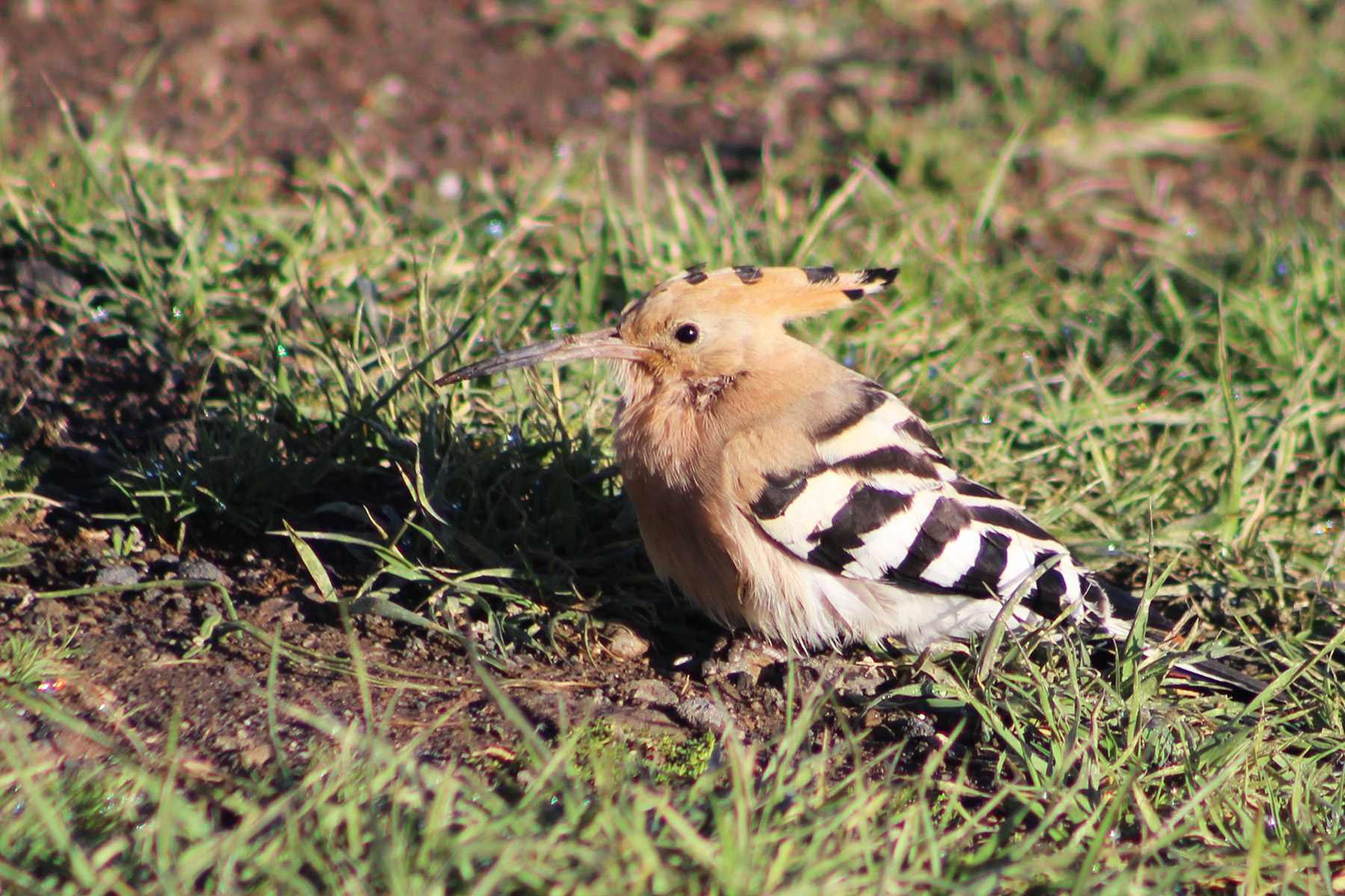 Eurasian Hoopoe