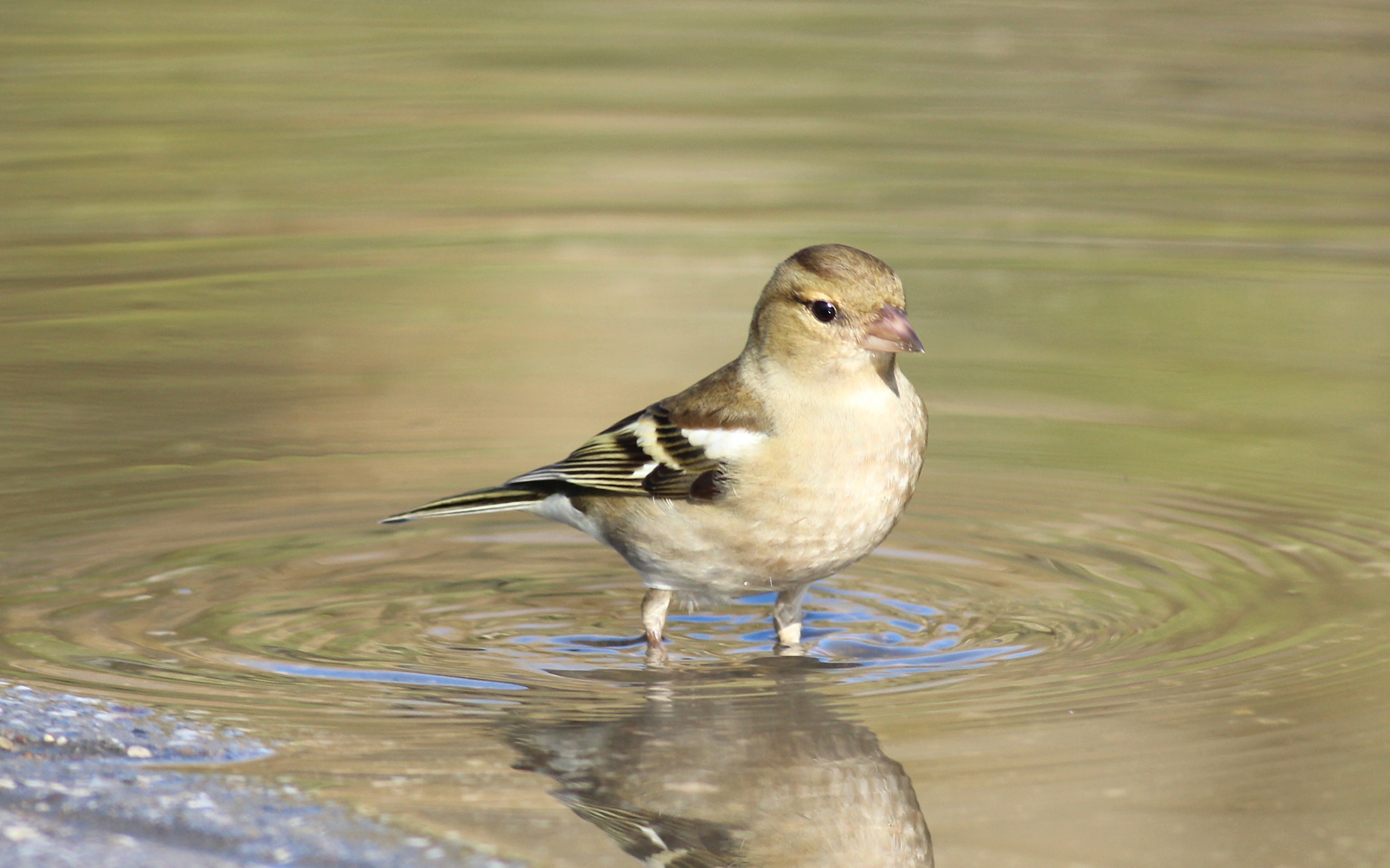 Common Chaffinch