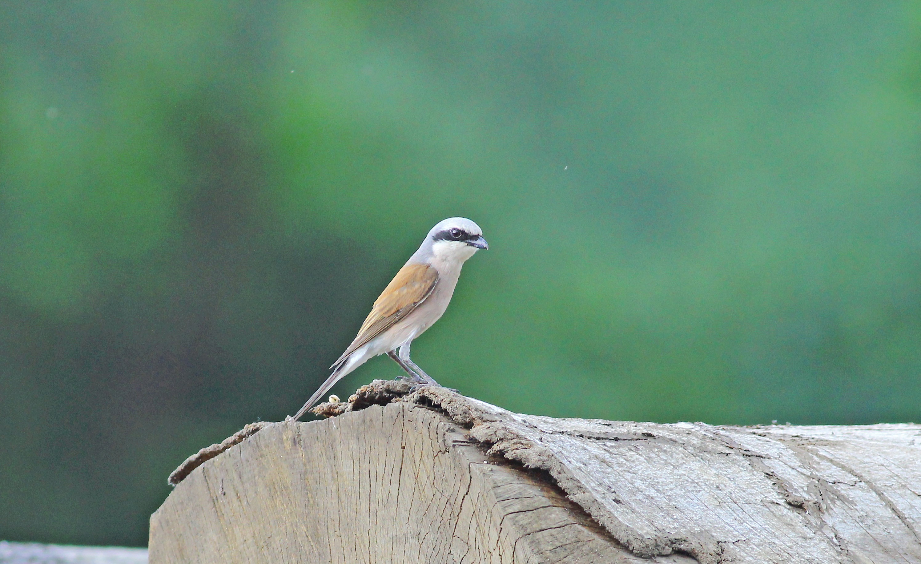 Red-backed Shrike